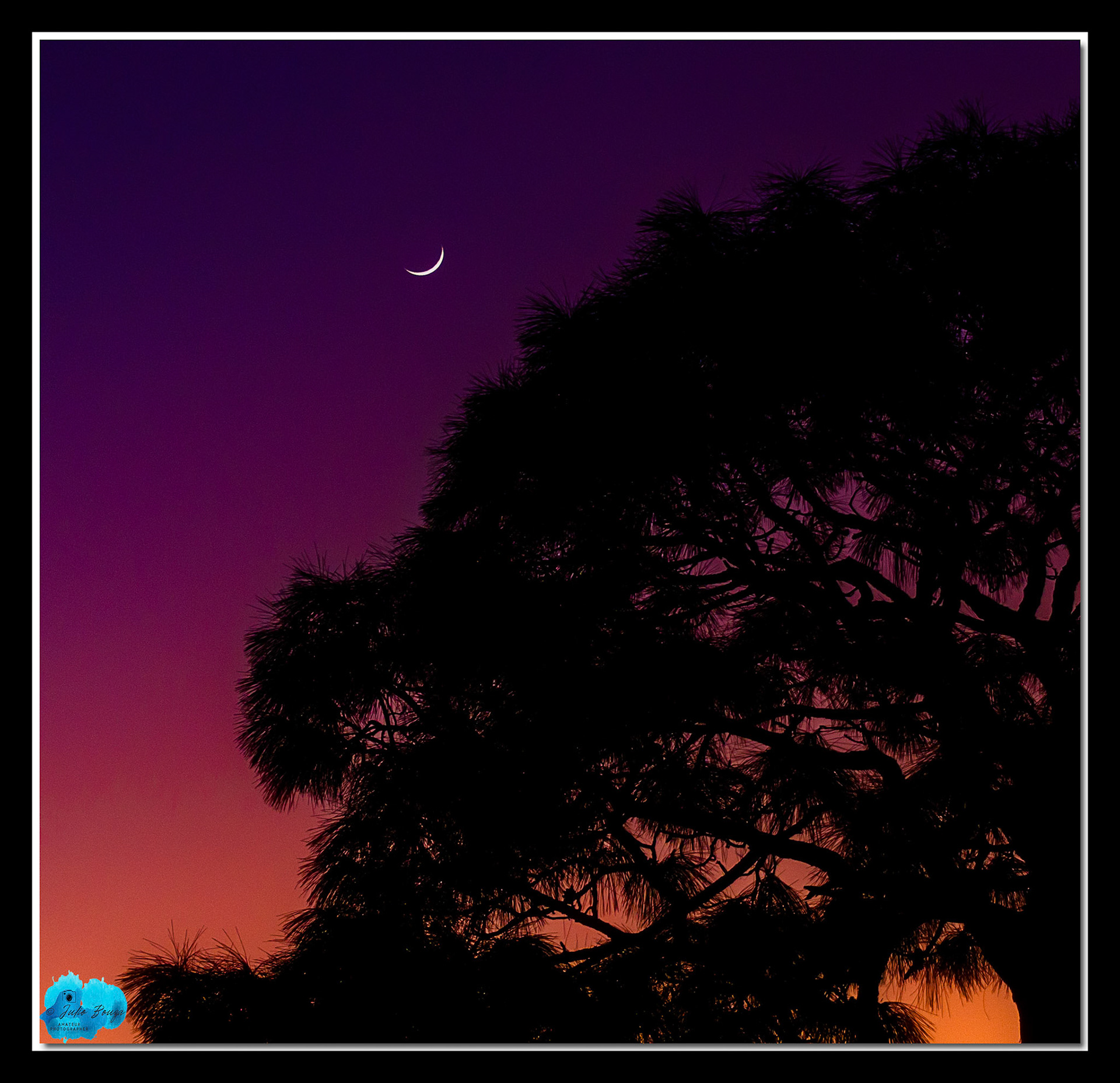 20220104 - Tree With Moon On The Background