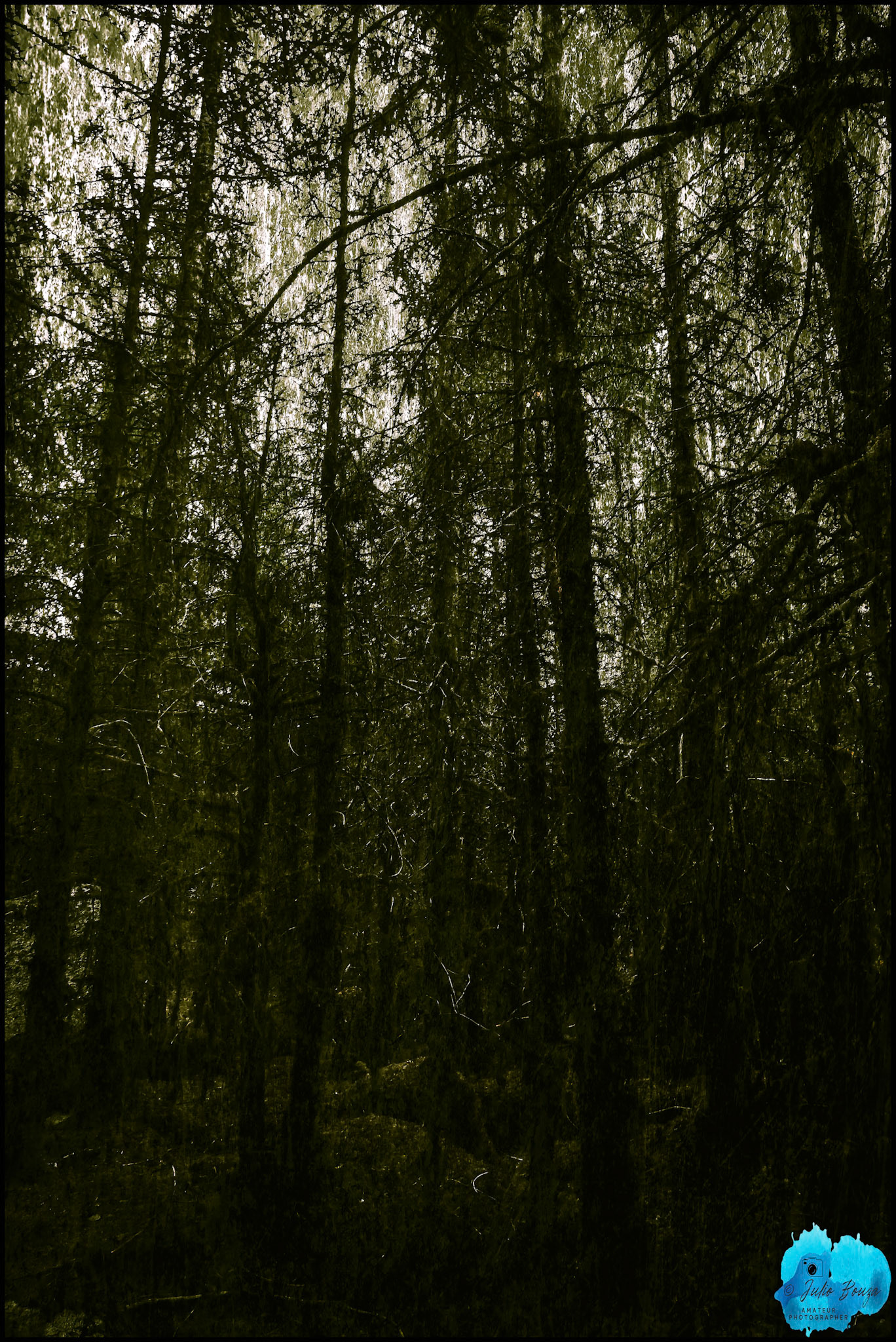 20240504 - Trees By Point Trail