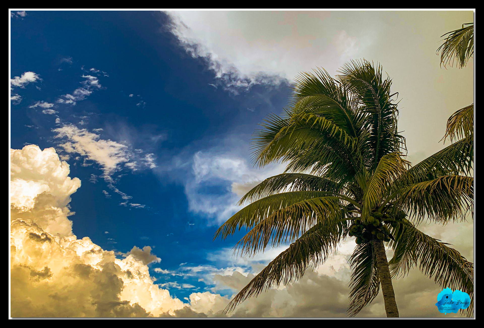 20200812 - Palm Tree With Sky Background