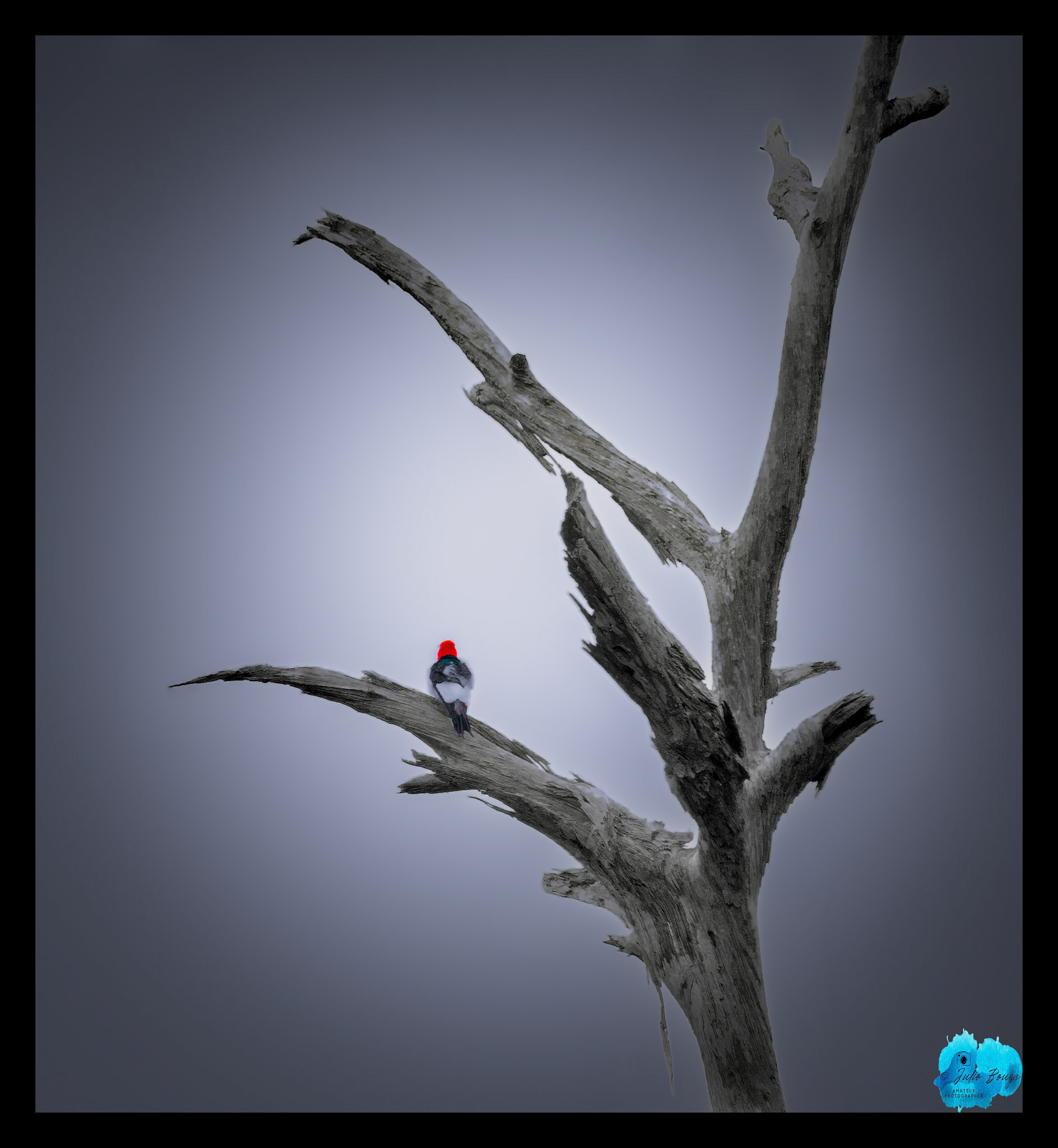 20240302 - Closeuip Of A Woodpecker