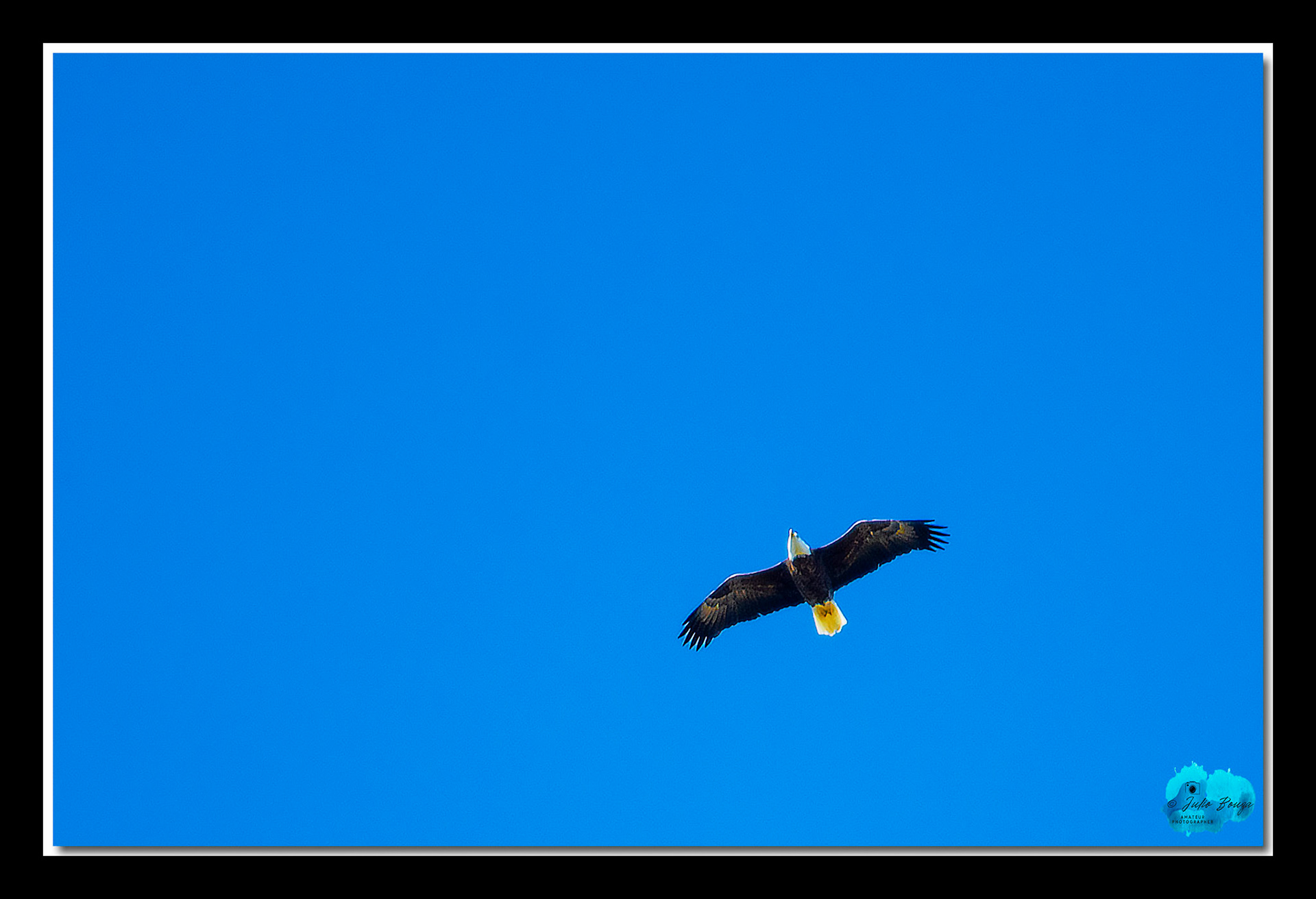 20191130 - Eagle Flying Above