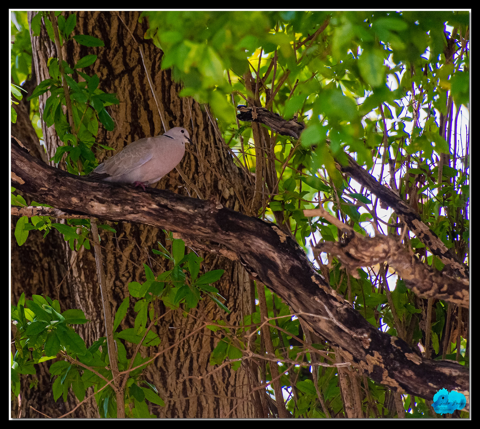 20210425 - Dove On A Tree