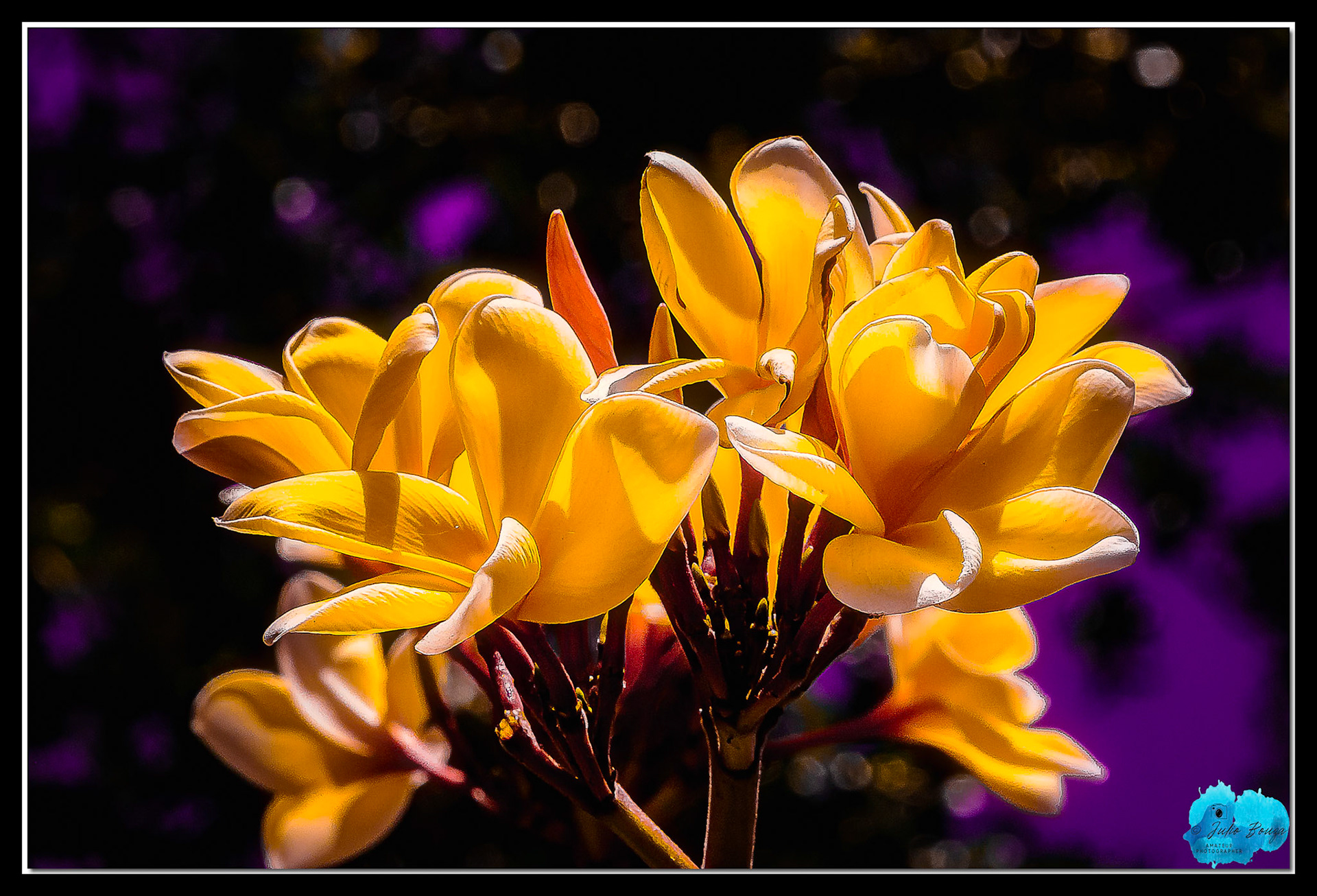 20220416 - Closeup Of A Flower