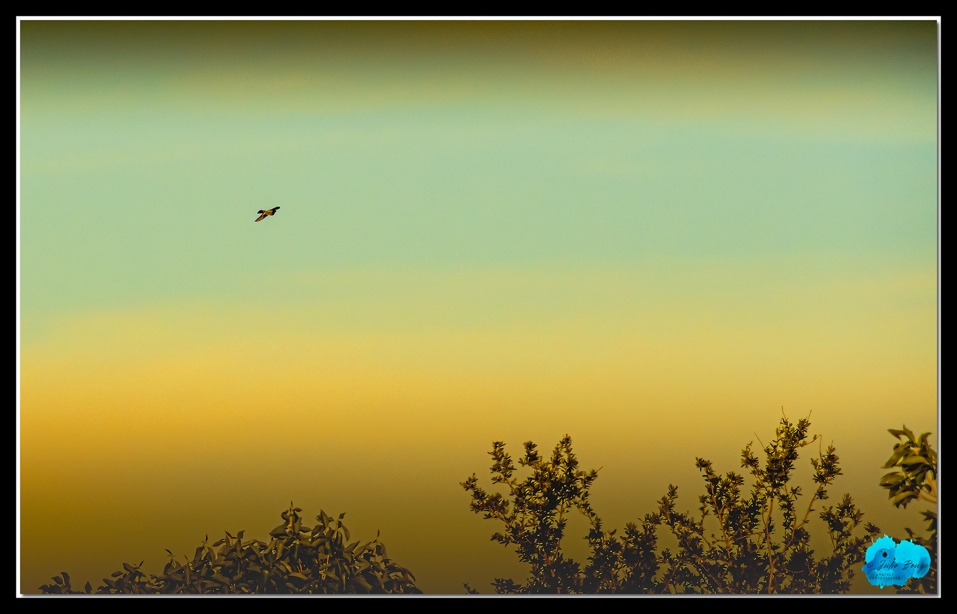 20210430 - Pictures Of A Bird