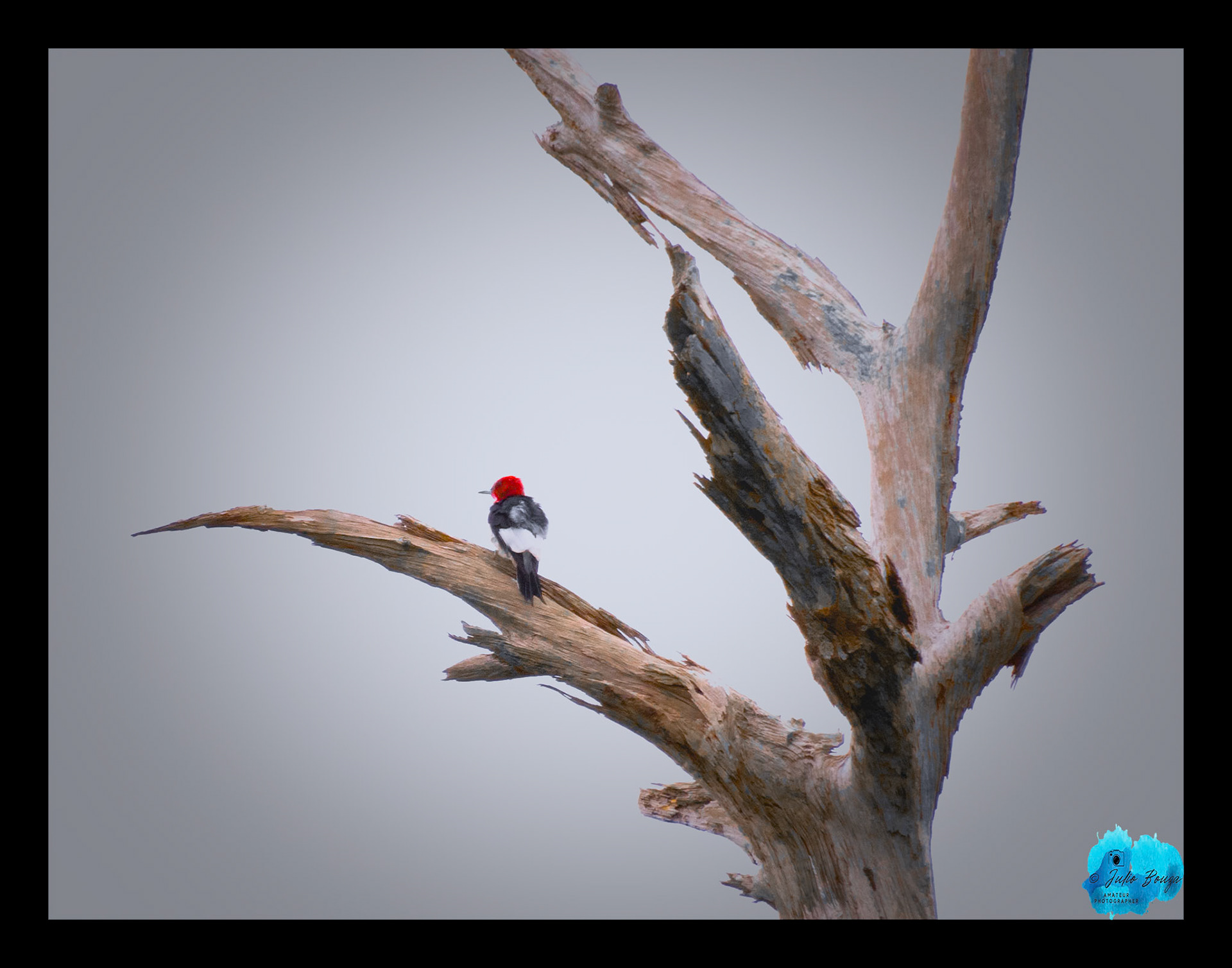 20240302 - Closeuip Of A Woodpecker