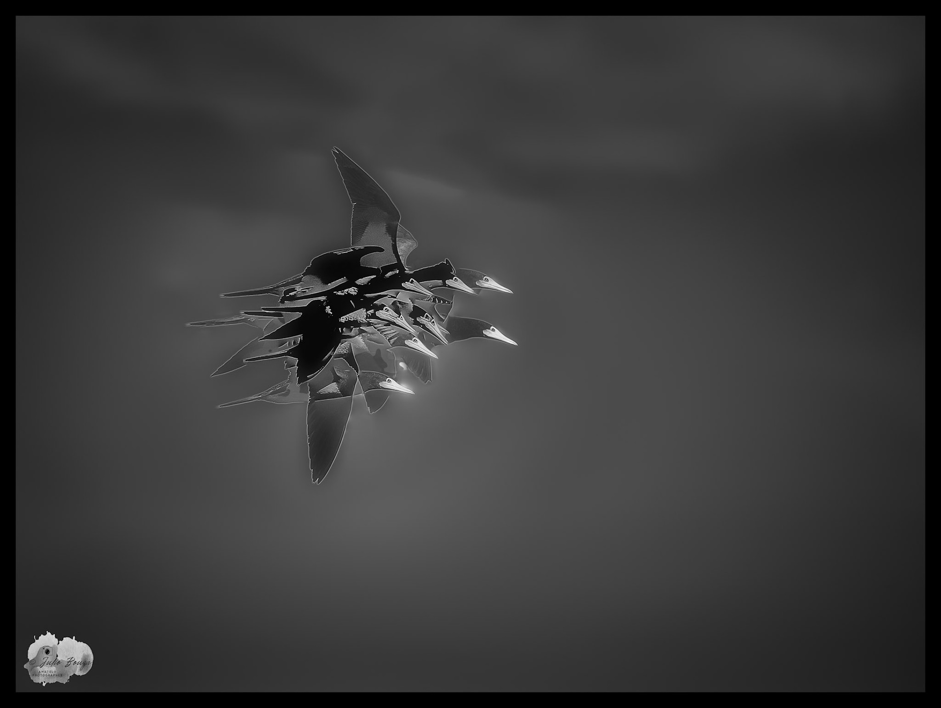 20221220 - Stacked Bird Flying At The Caribbean Sea