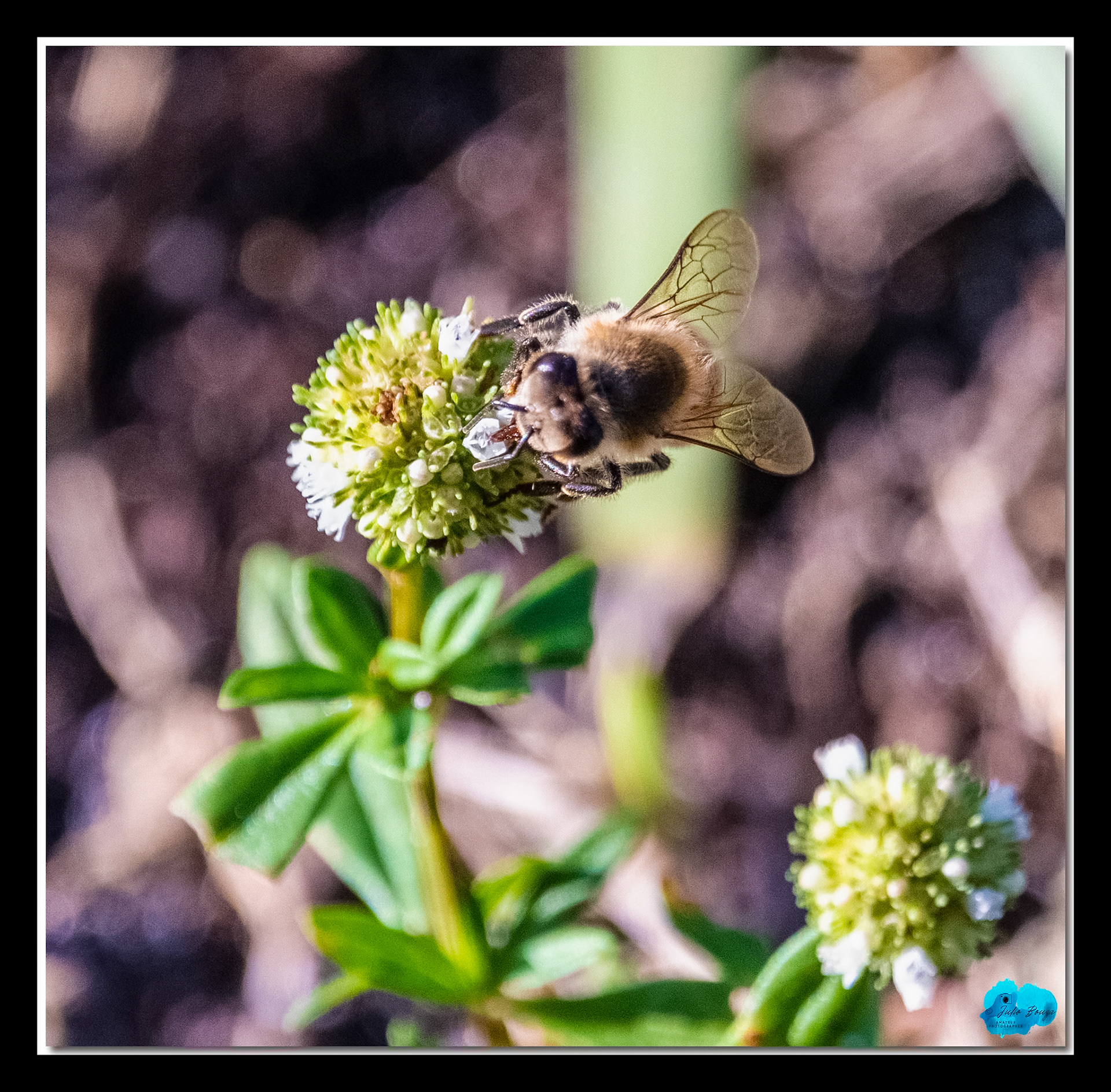 20210414 - Bee