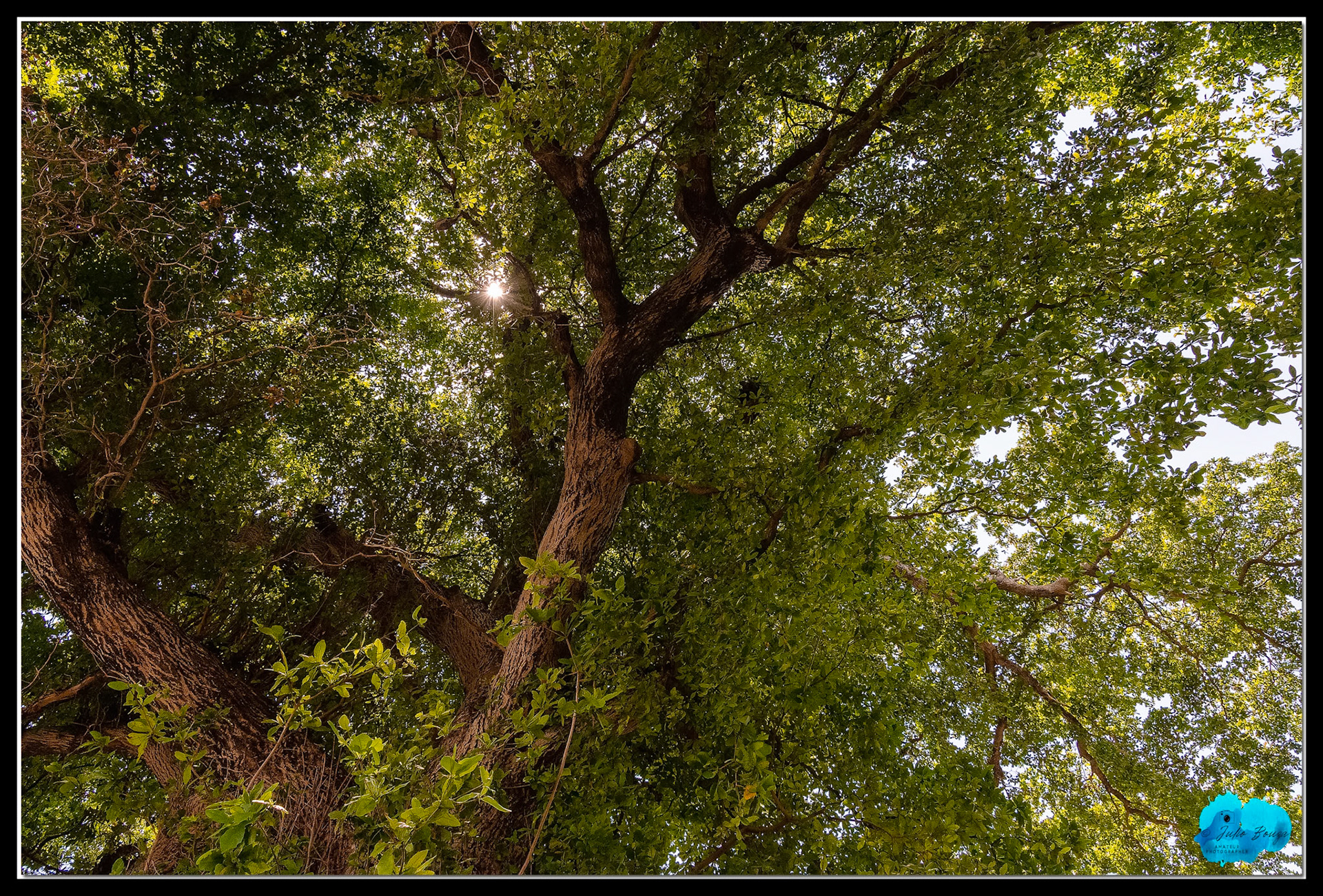 20210425 - Sun Through The Trees