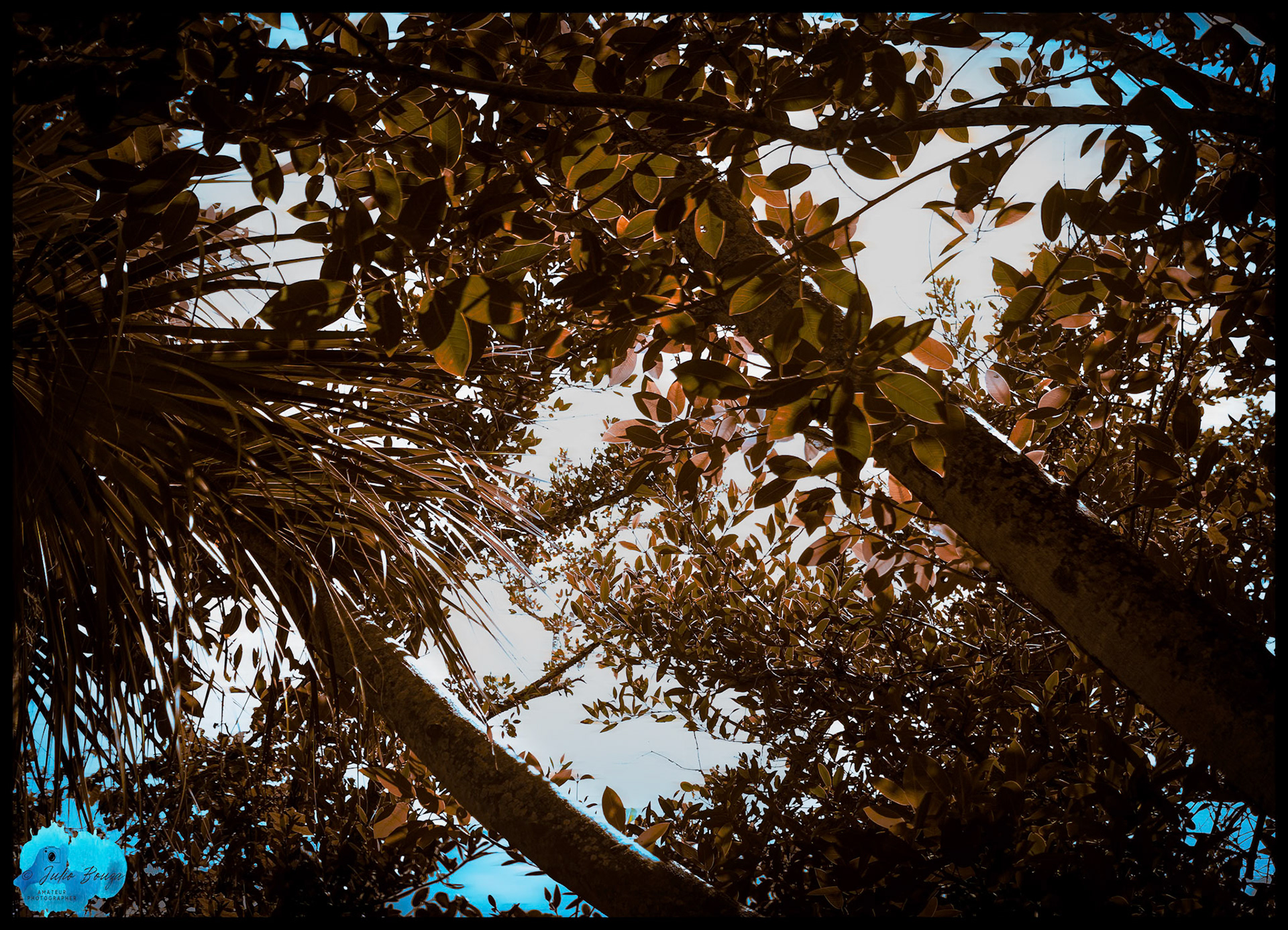20240224 - Closeup Of Trees