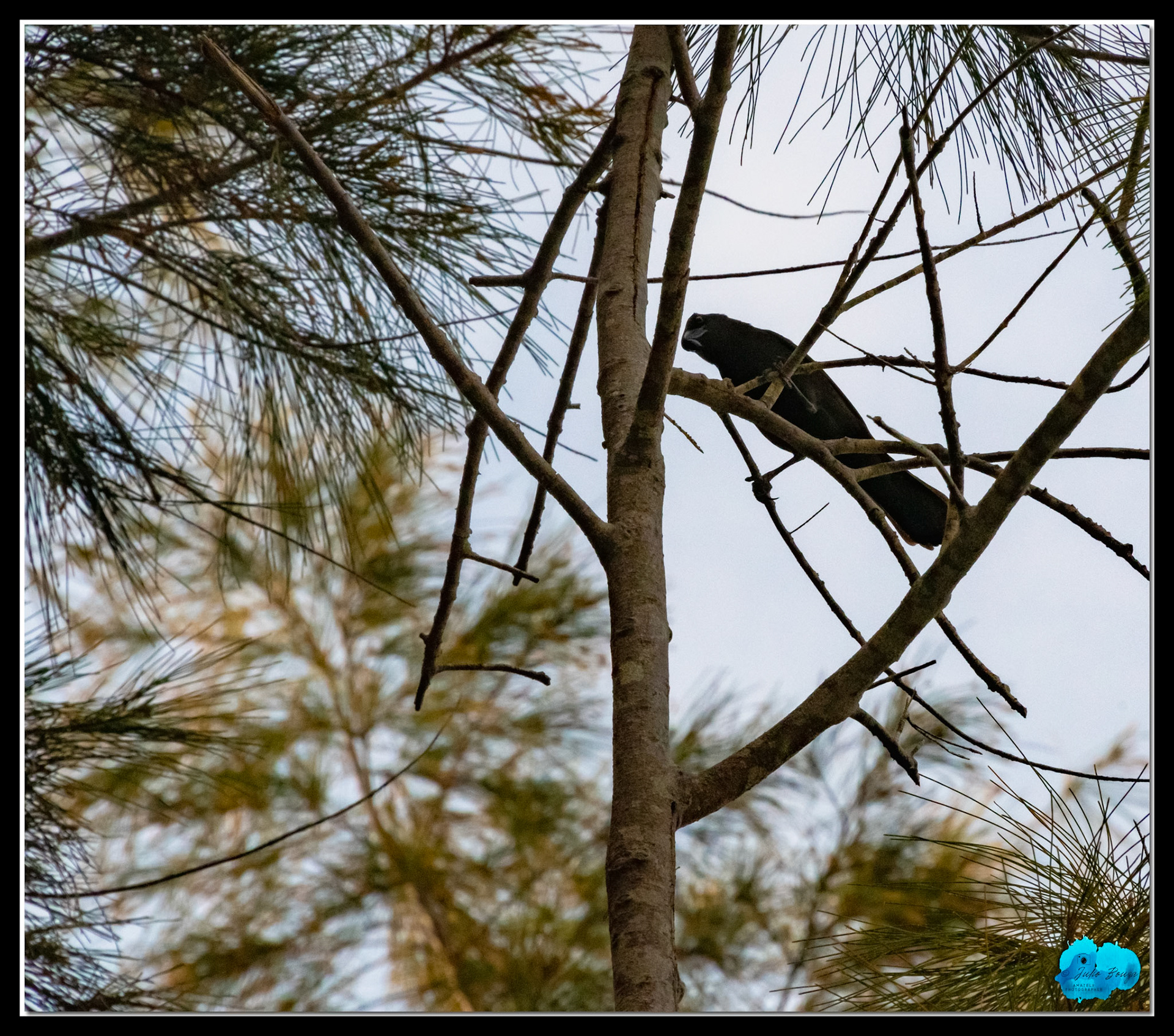 20210416 - Crow Looking Down