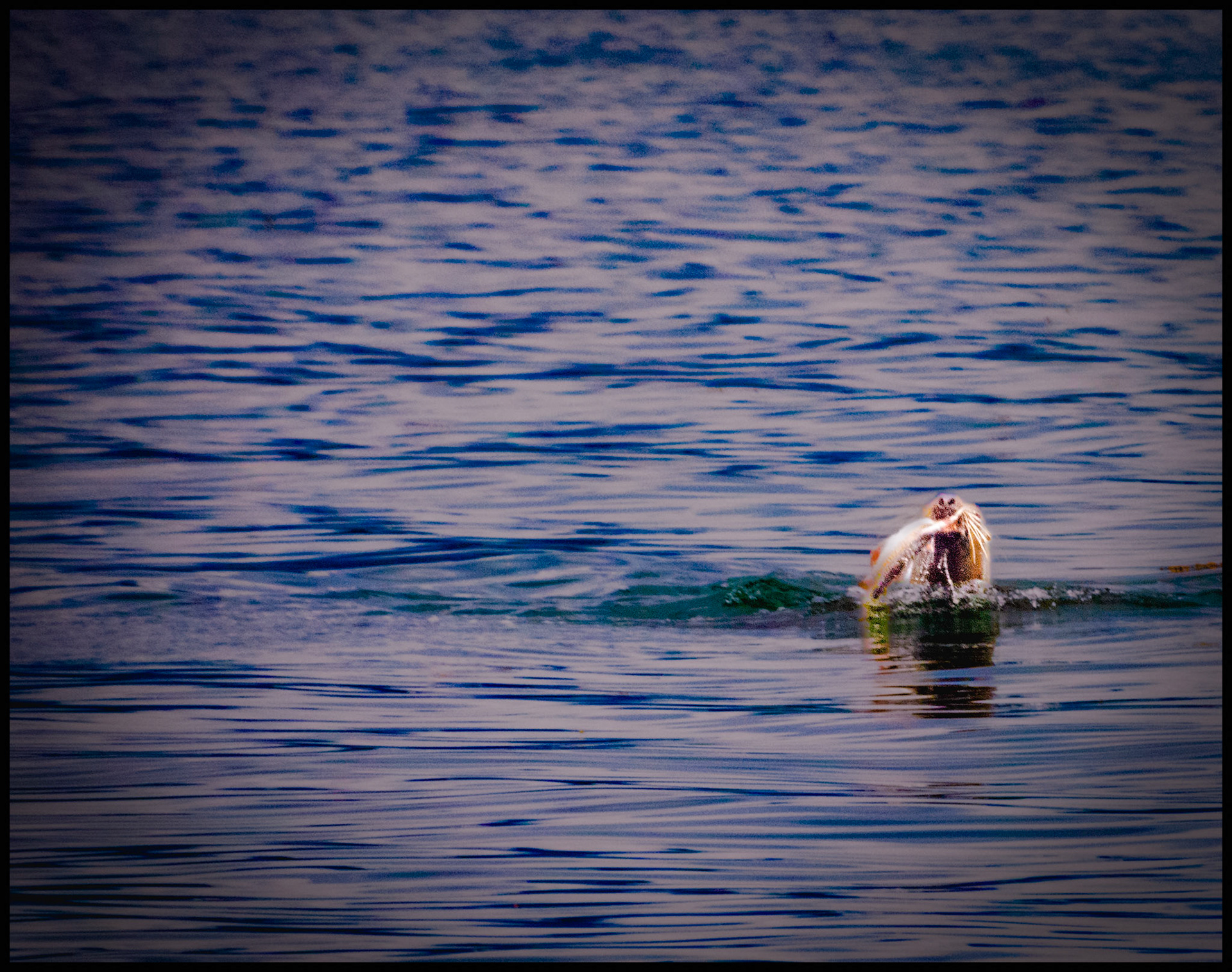 20240507 - Seal Eating on the Ice Stray Point Waters