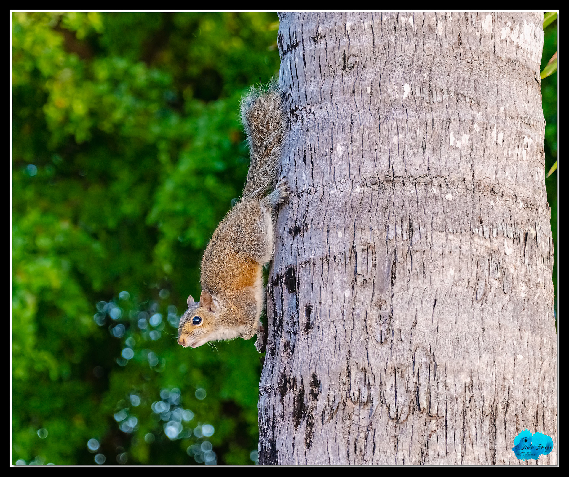 20210427 - Squirrel Hanging On The Side Of The Palm Tree