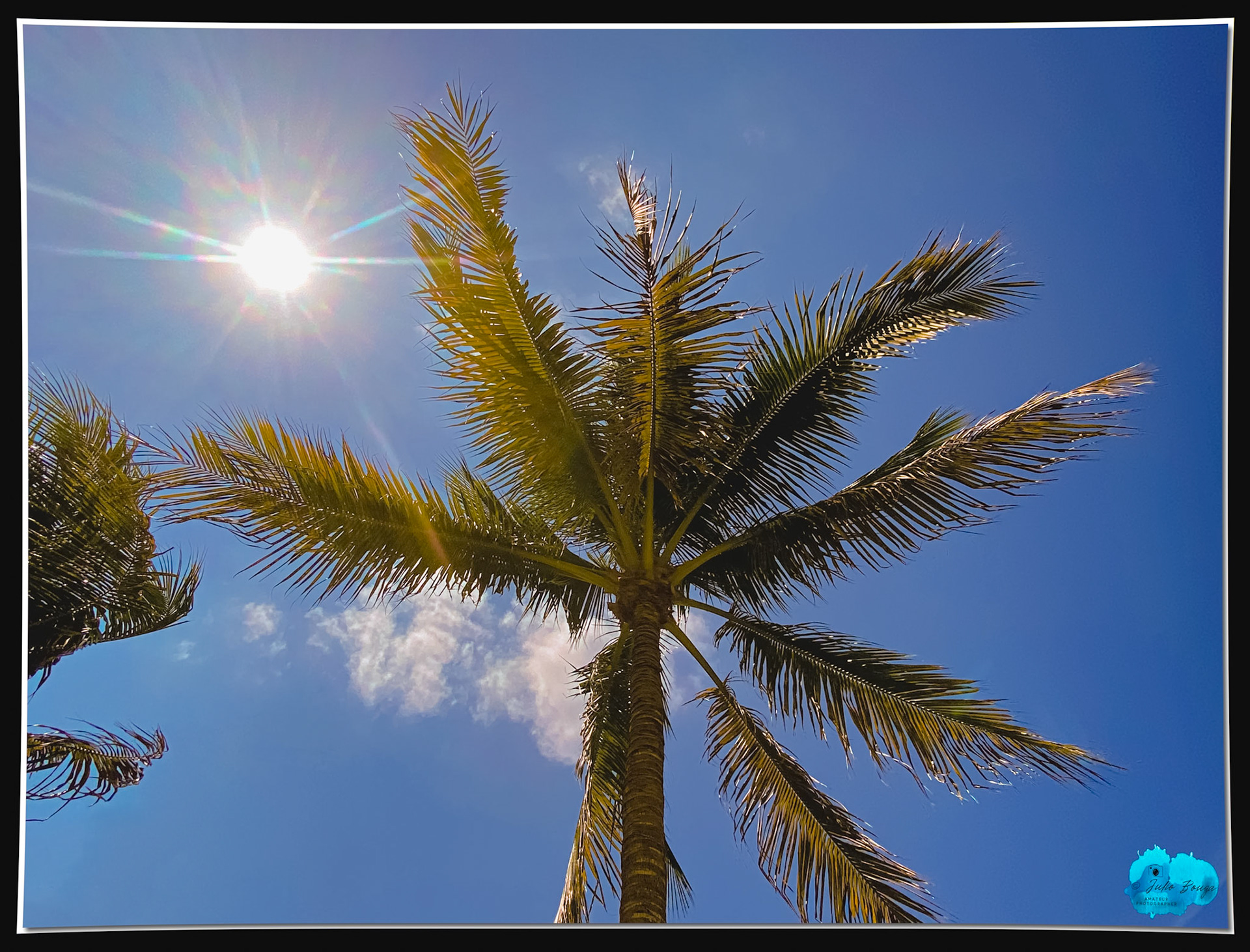 20210418 - Palm Trees WIth The Sun On The Background
