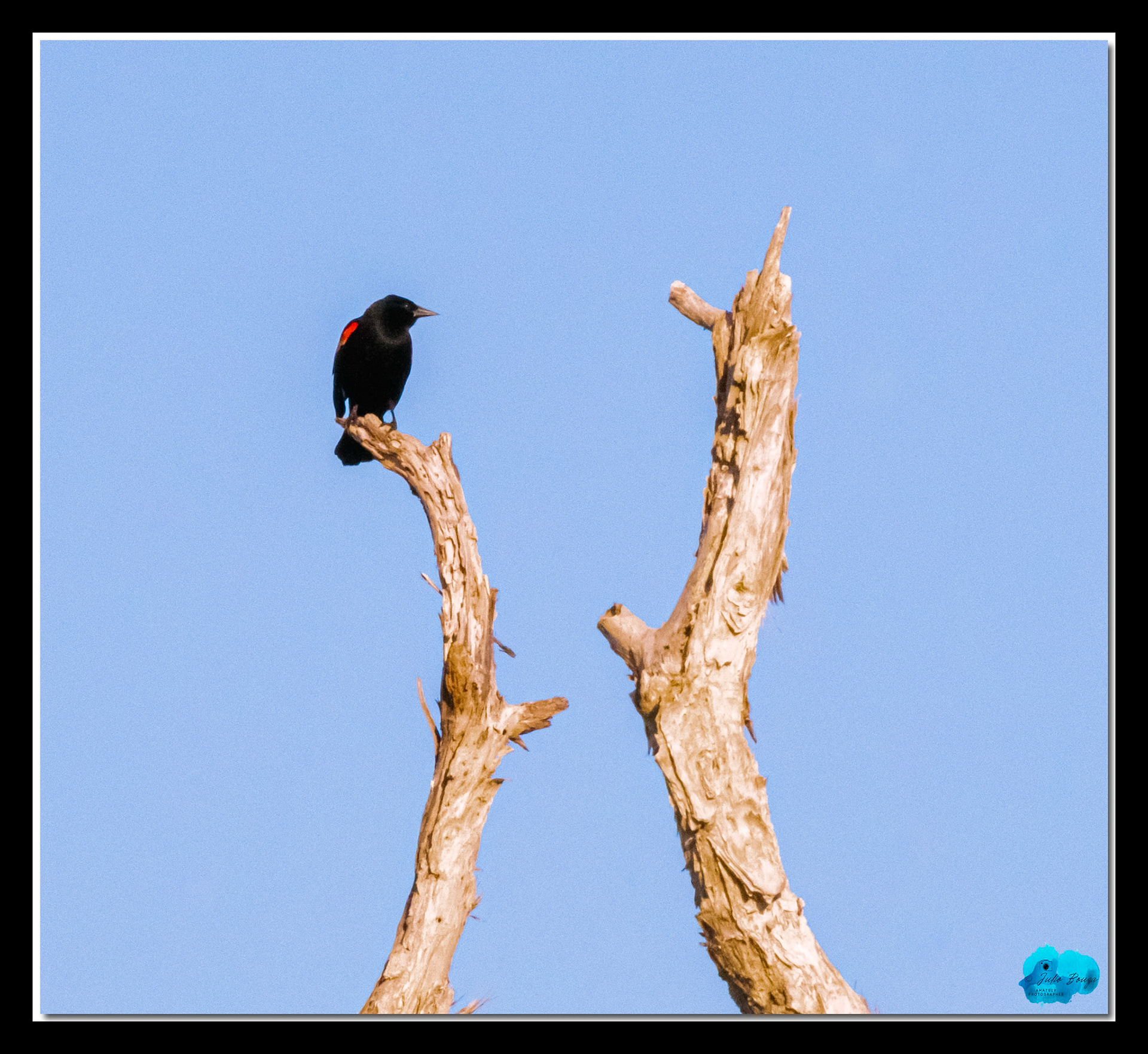 20210413 - Bird On A Tree