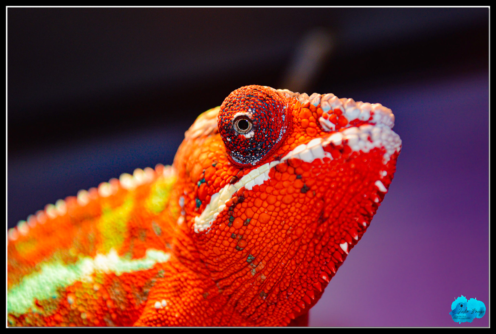 20150422 - Chameleon Dragon Close Up