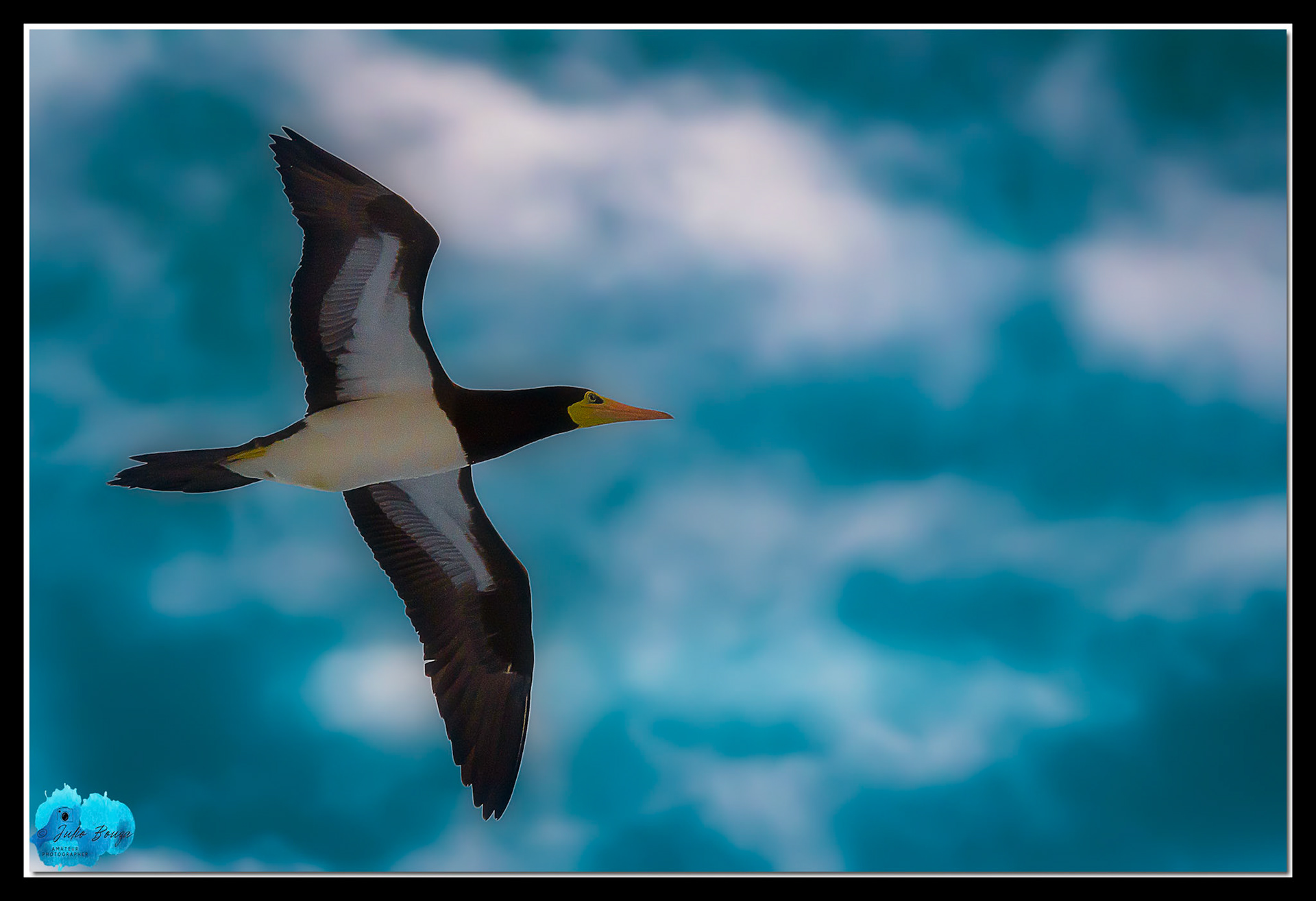 20221220 - Bird Flying At The Caribbean Sea
