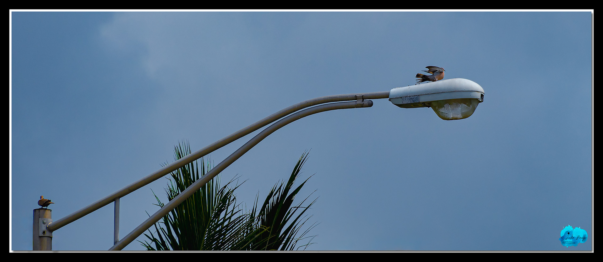 20210424 - Doves On Street Light