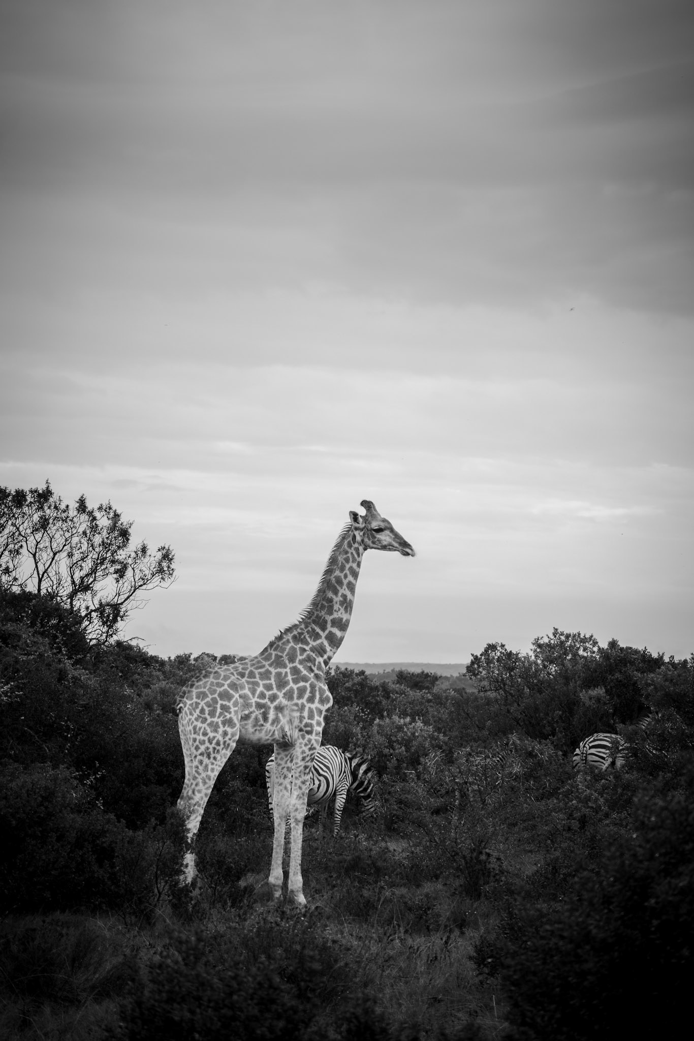 South Africa