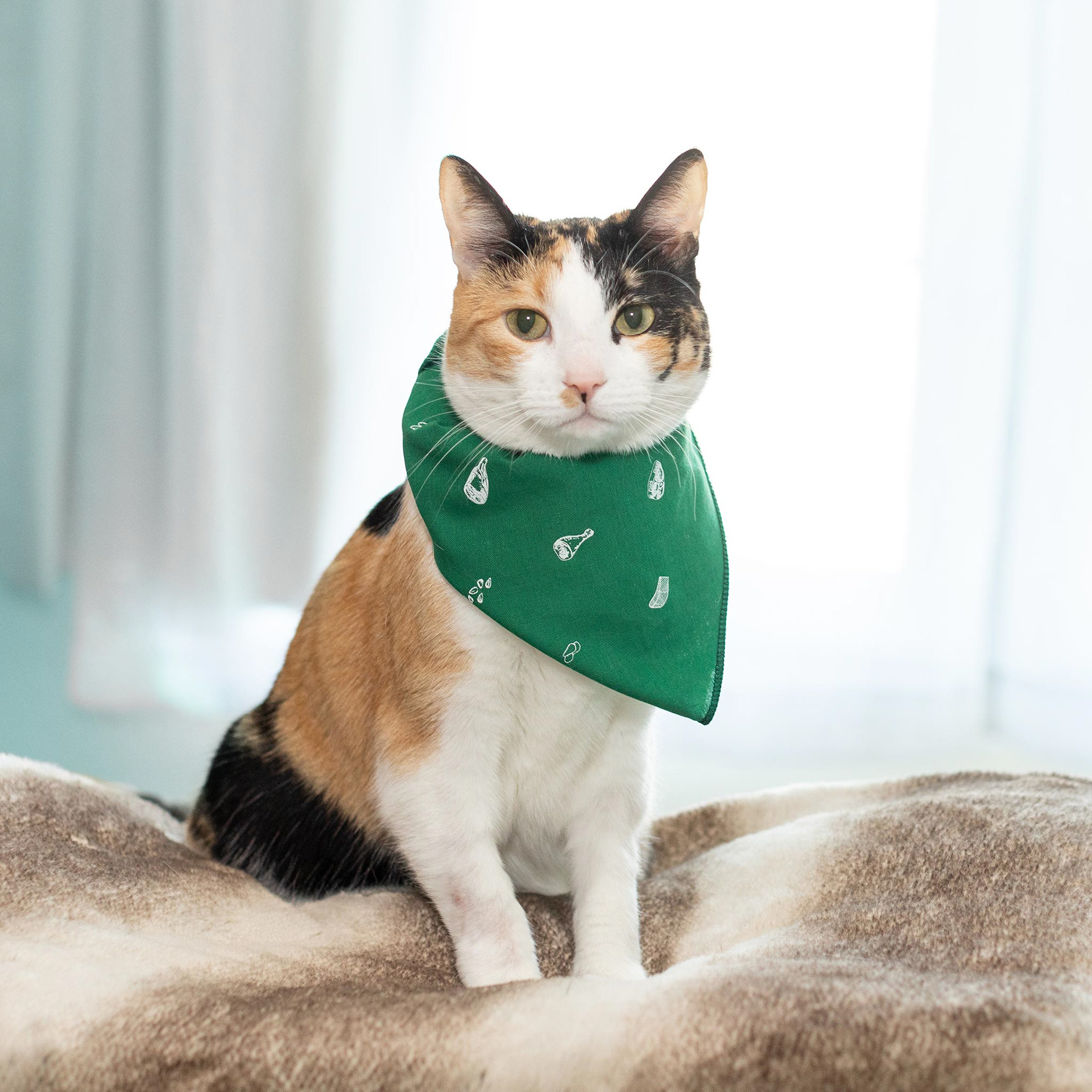 For Cats