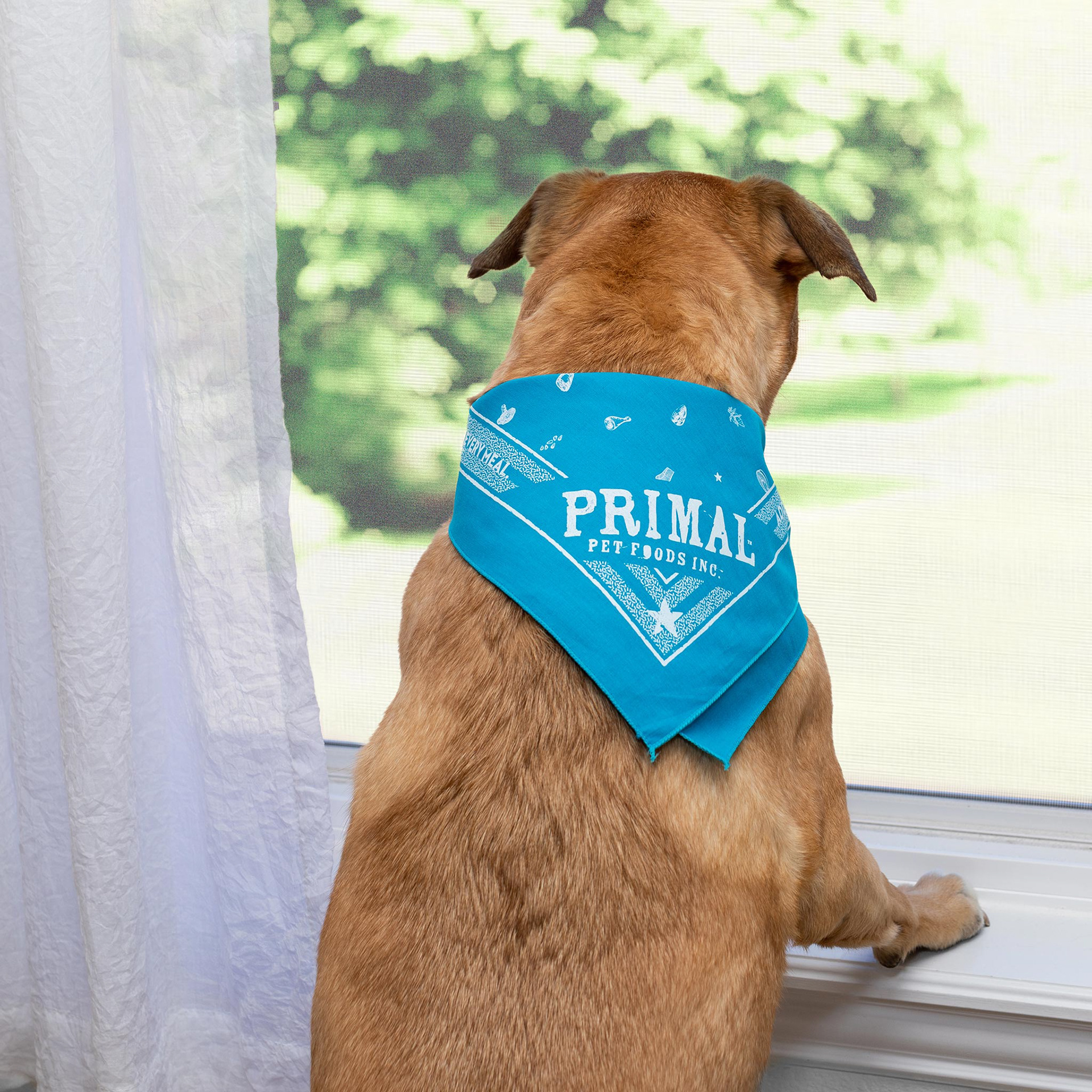 For Dogs