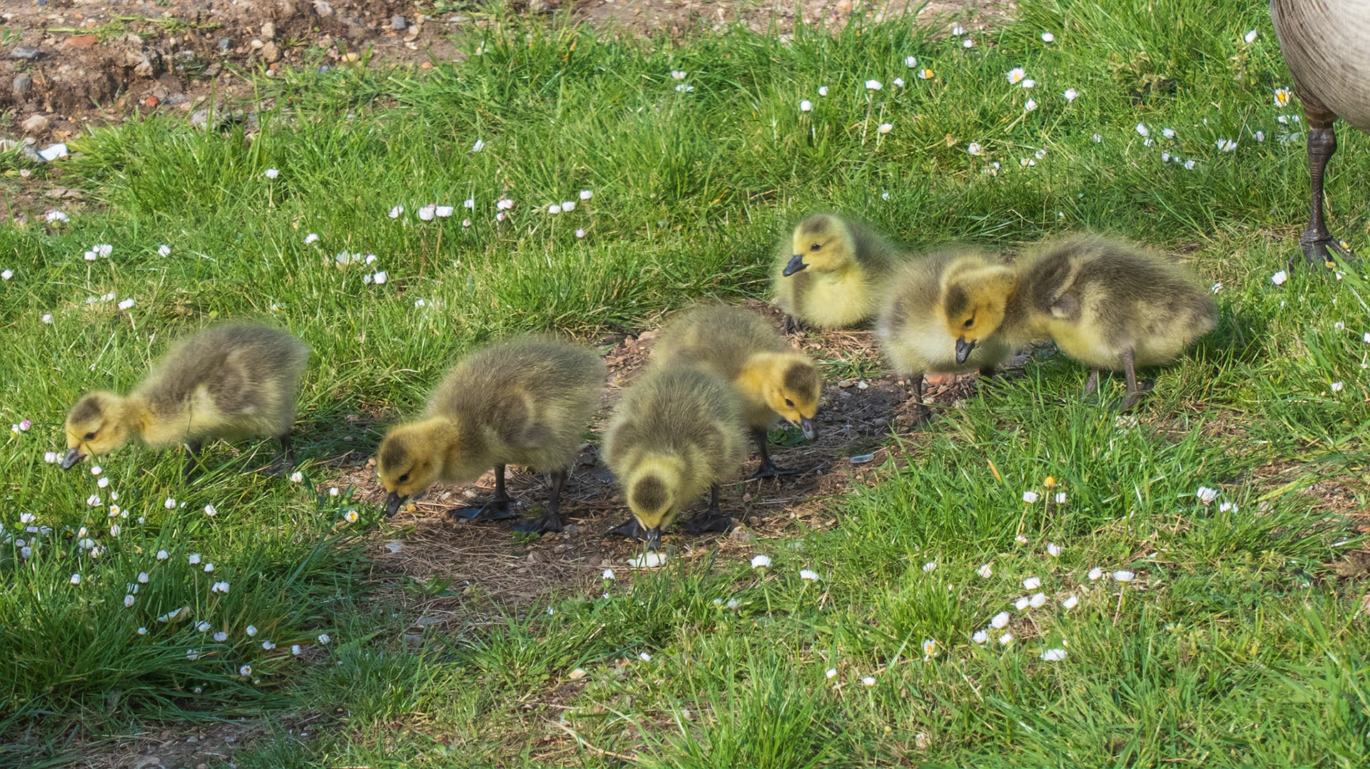Baby goslings