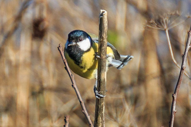 Essex Wildfire Trust Thameside