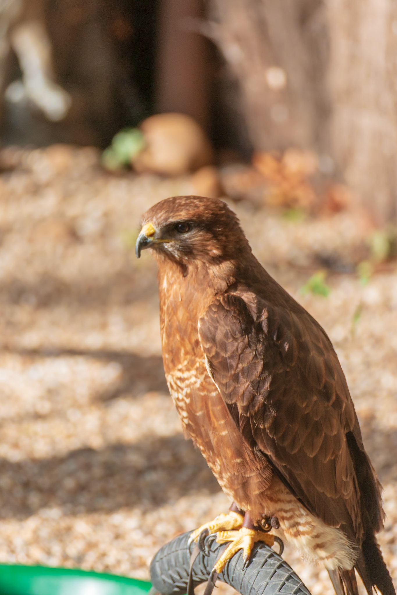 Barleylands Farm Park