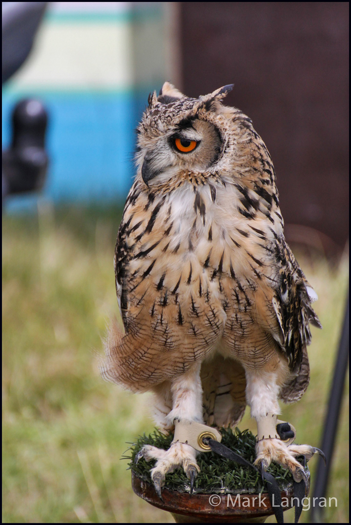 Heavy Shire Horse Show