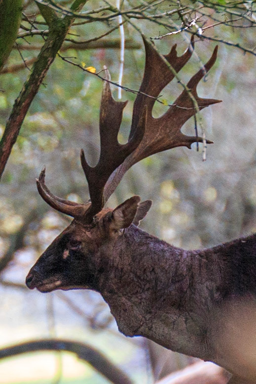Deer at Dagnam Park
