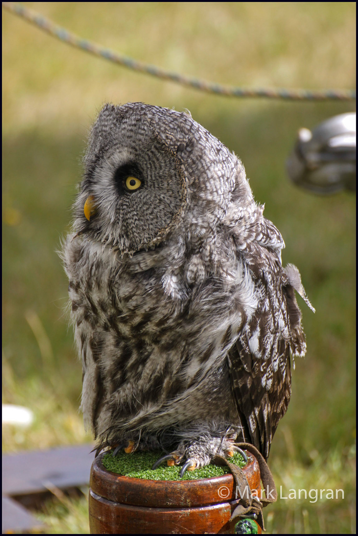 Heavy Shire Horse Show