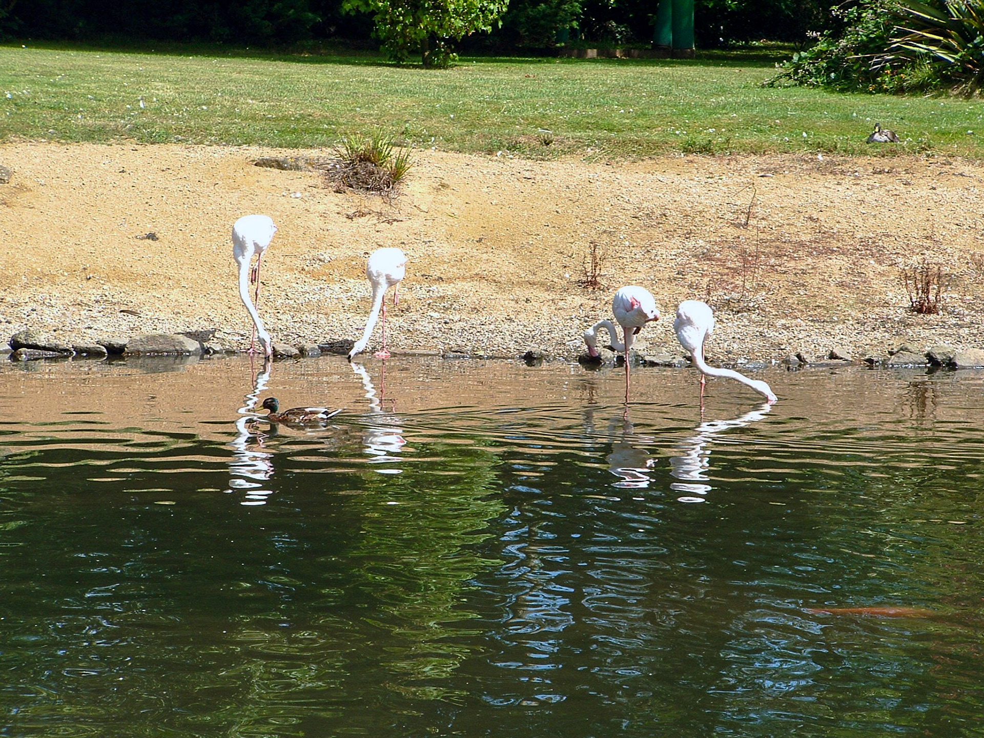 Lion Park (Tamba Park)