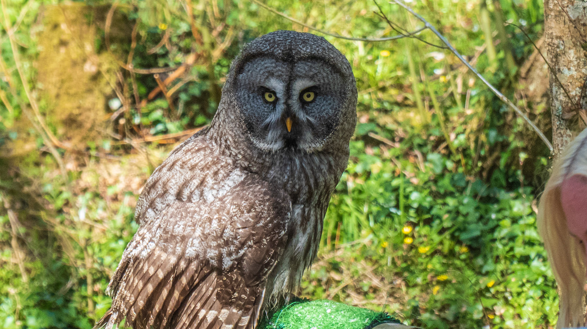 Isle of Wight Steam Railway