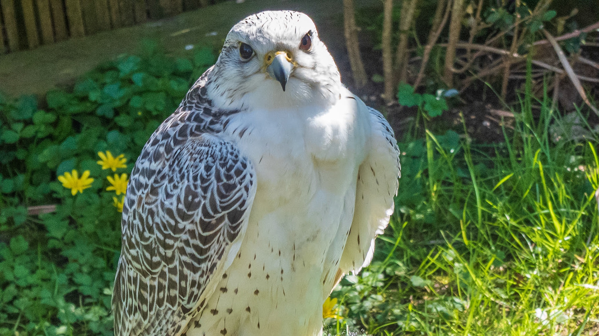 Isle of Wight Steam Railway