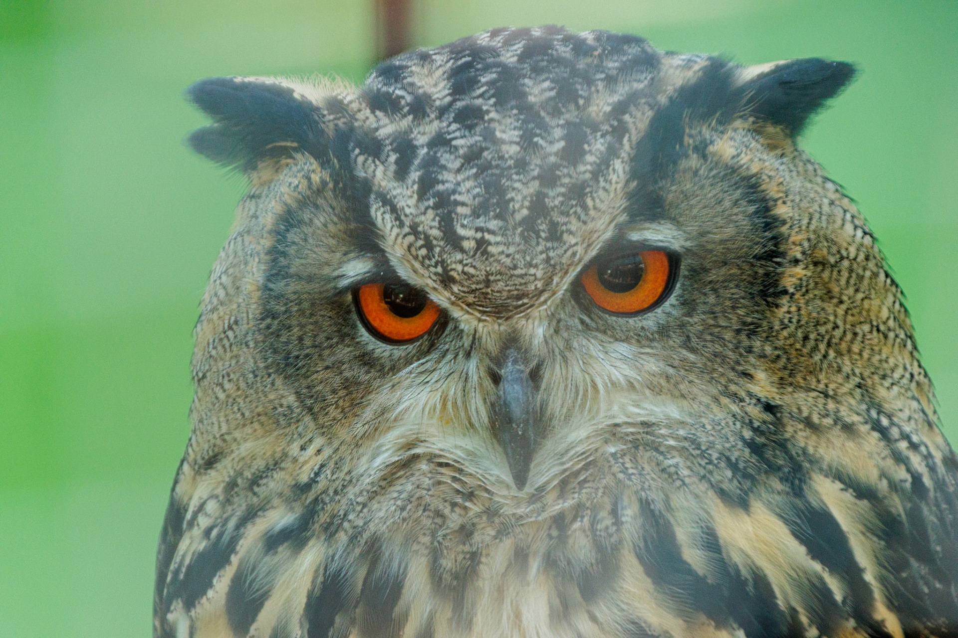 Fritton Owl Sanctuary