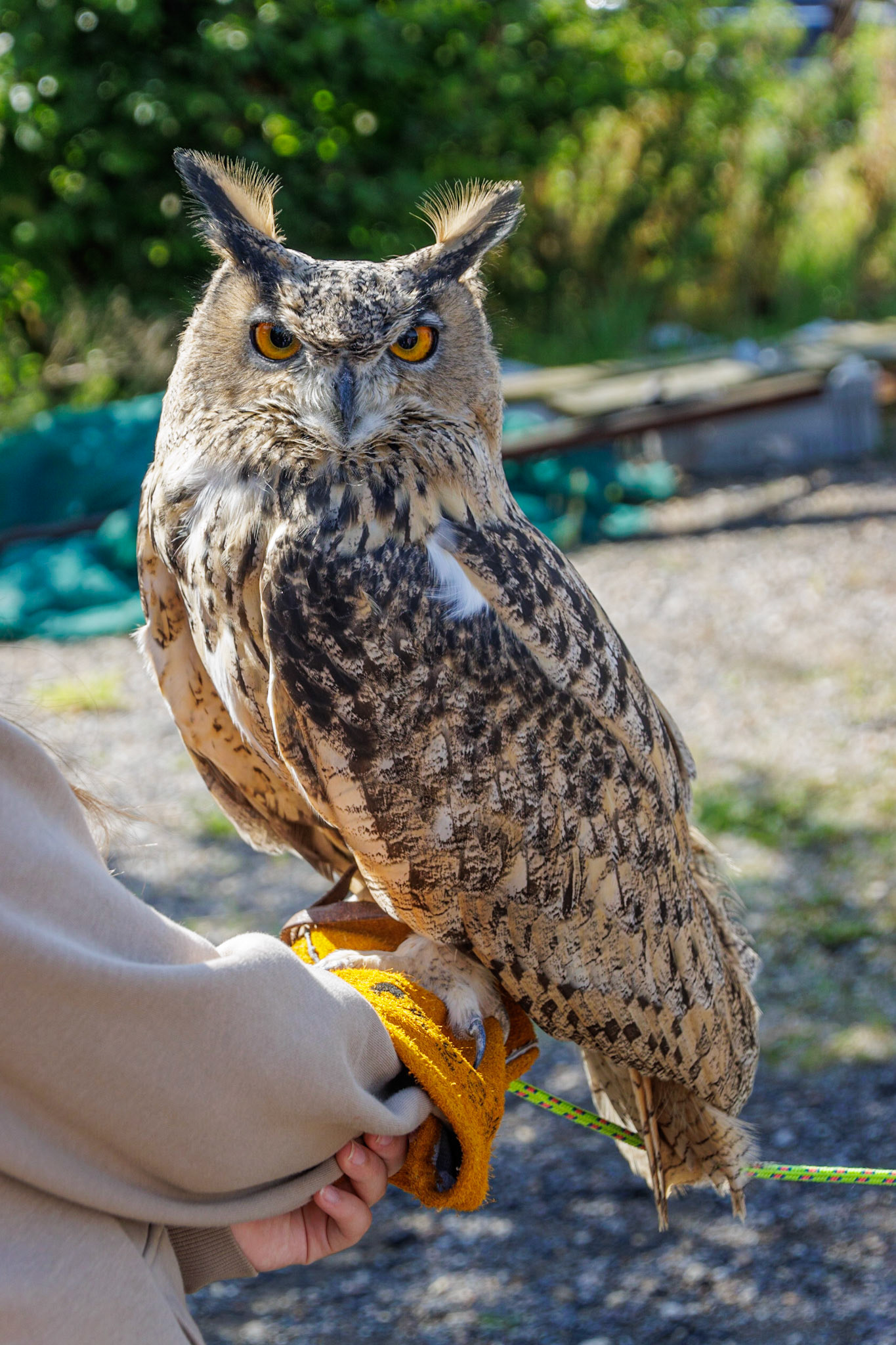 Fritton Owl Sanctuary