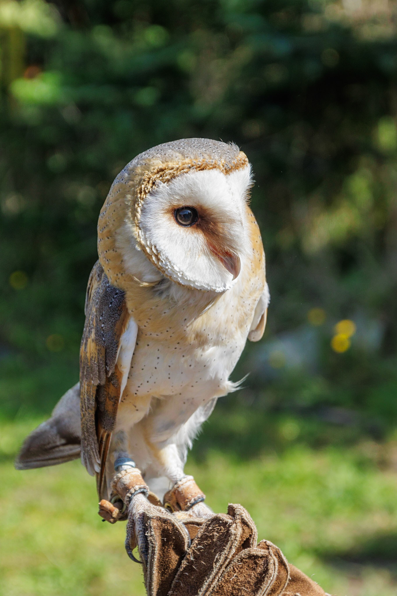 Fritton Owl Sanctuary