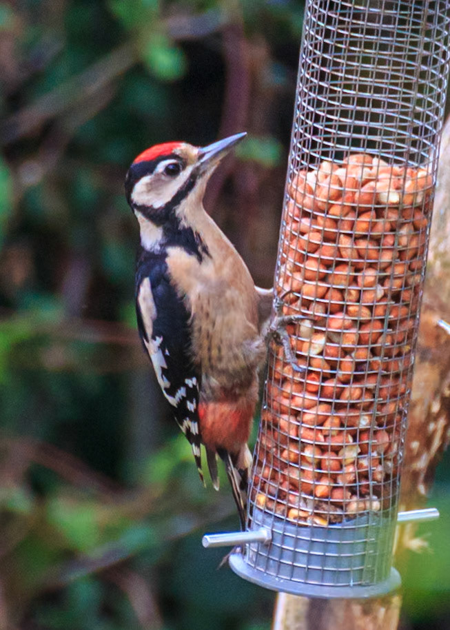 Essex Wildlife Trust