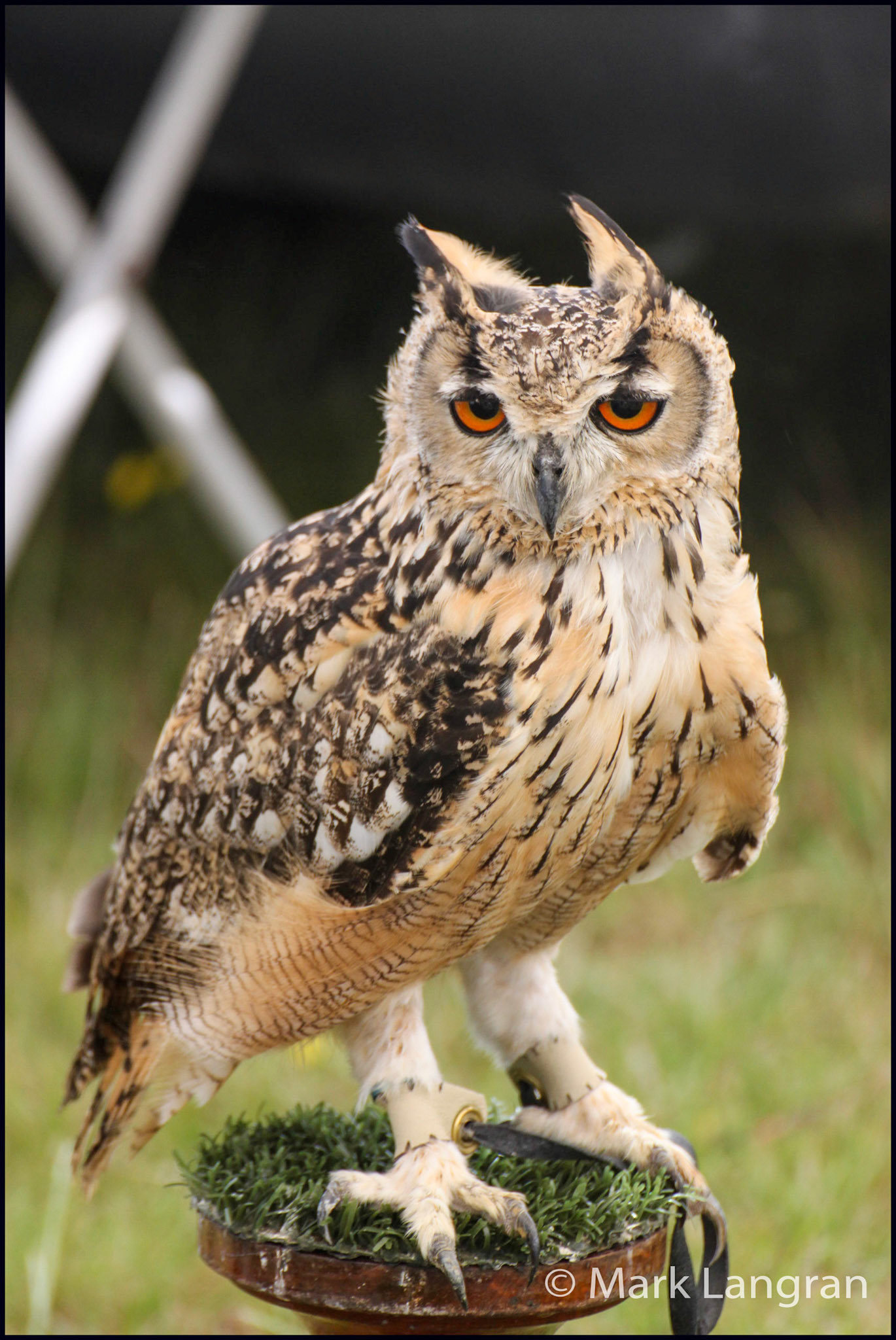 Heavy Shire Horse Show
