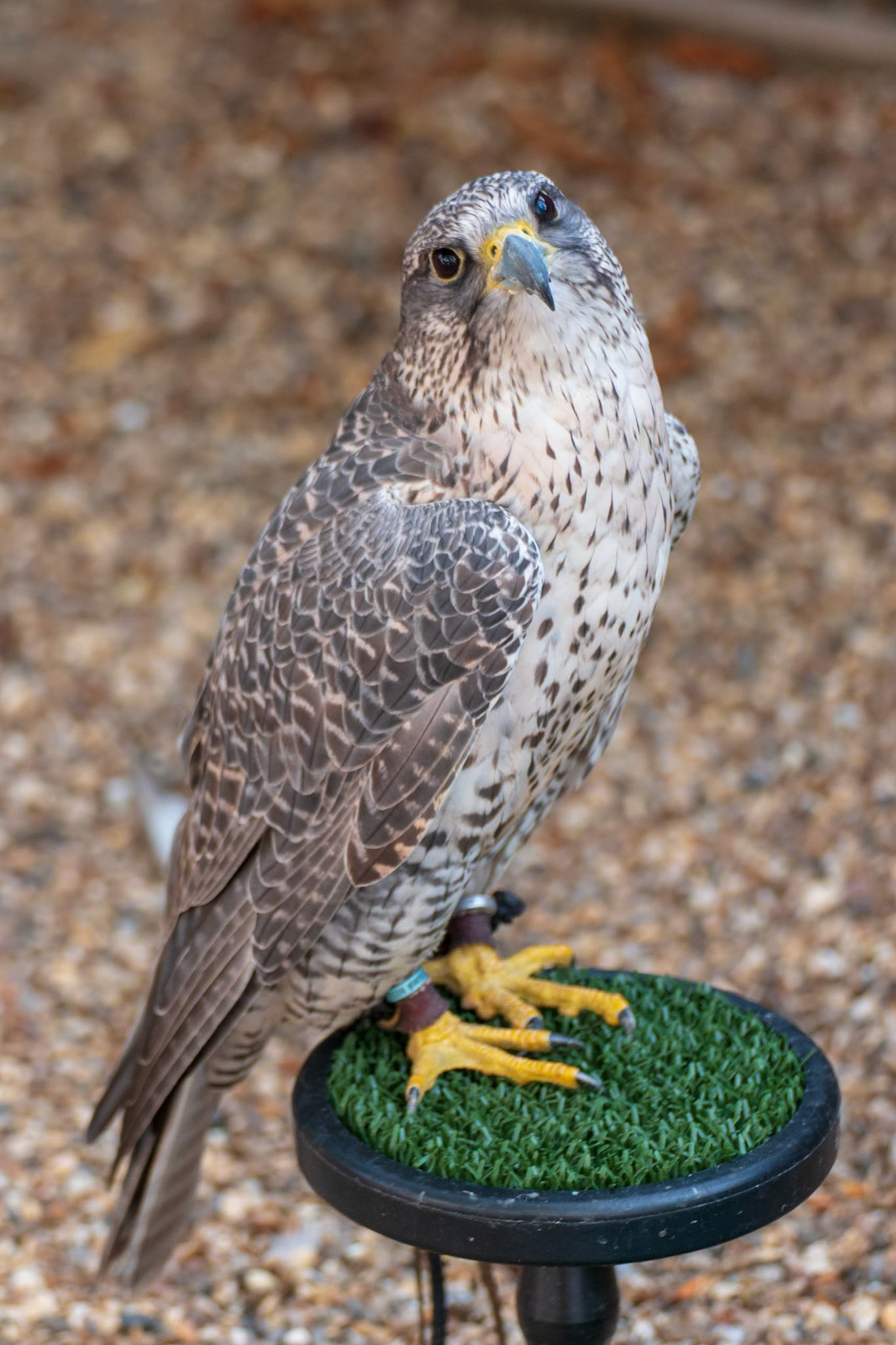 Barleylands Farm Park
