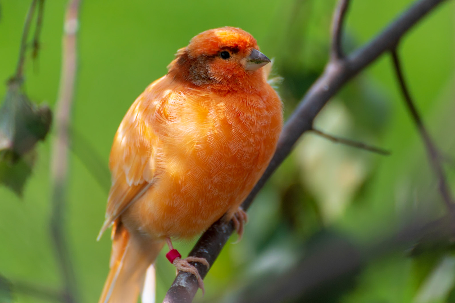 Barleylands Farm Park