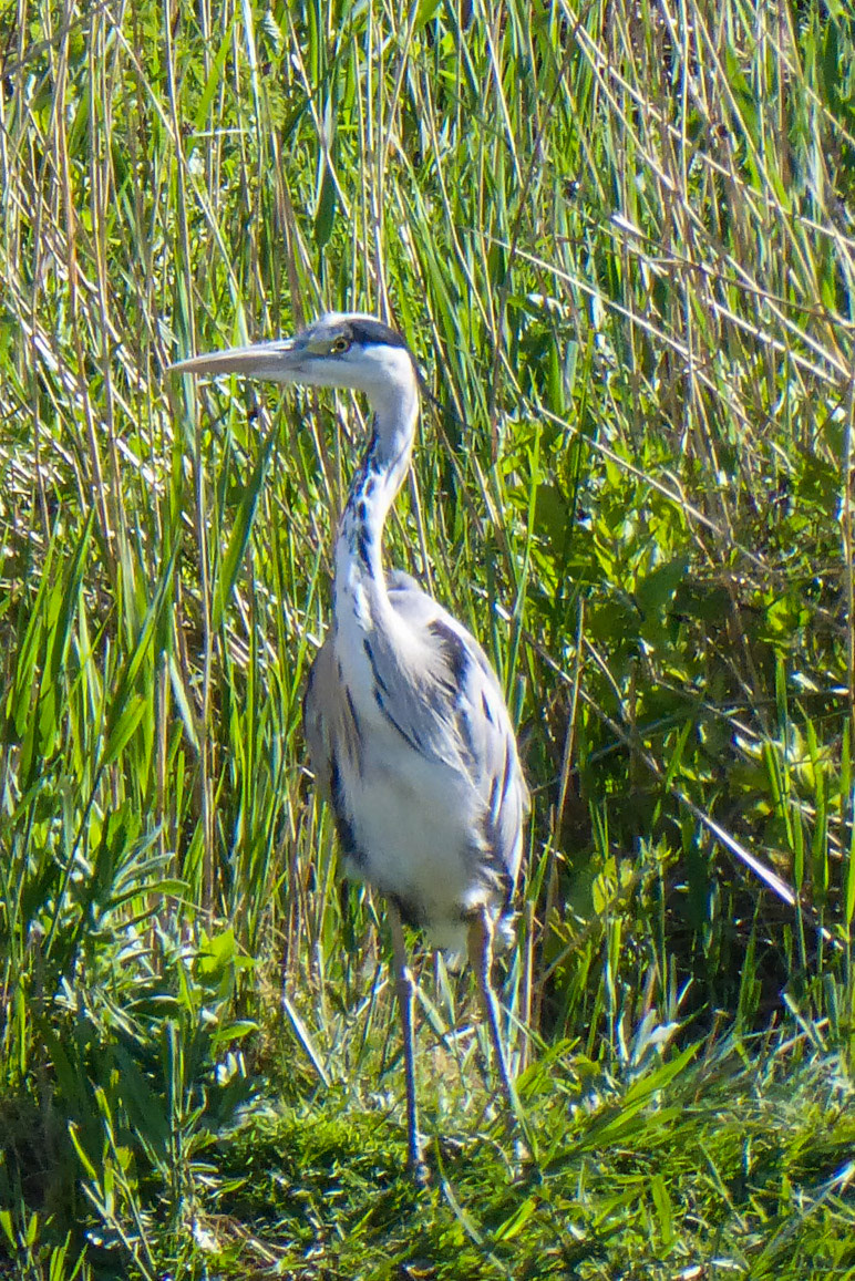 More goslings and a heron