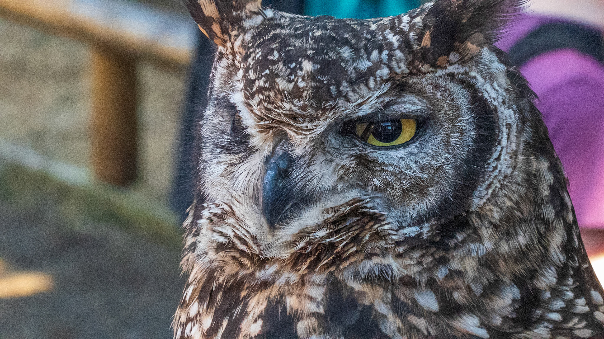 Isle of Wight Steam Railway
