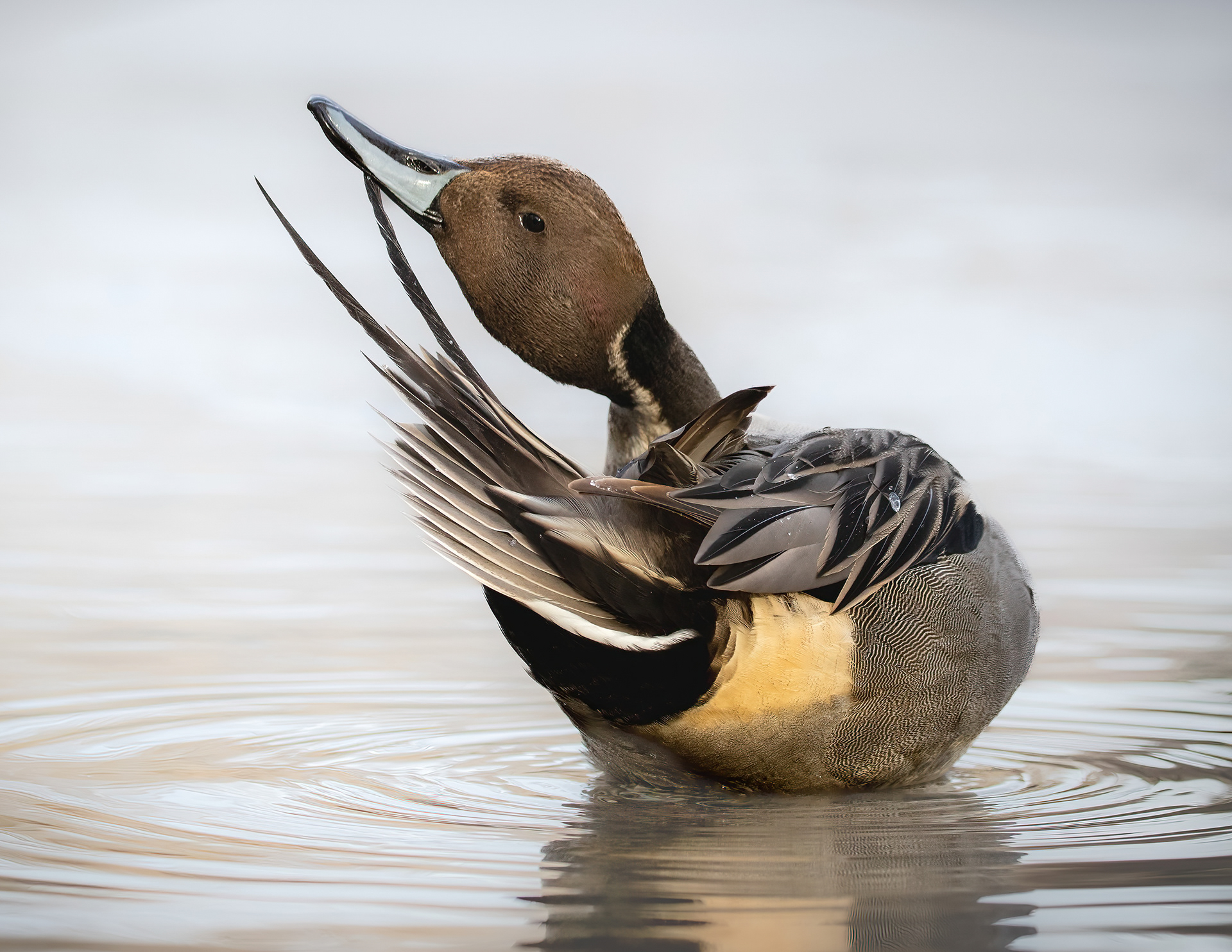 Pintail-2