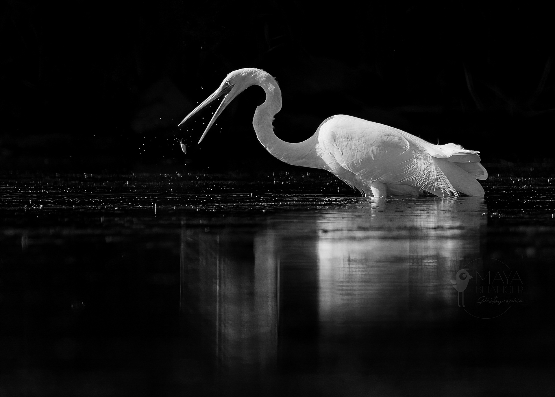 Egret2