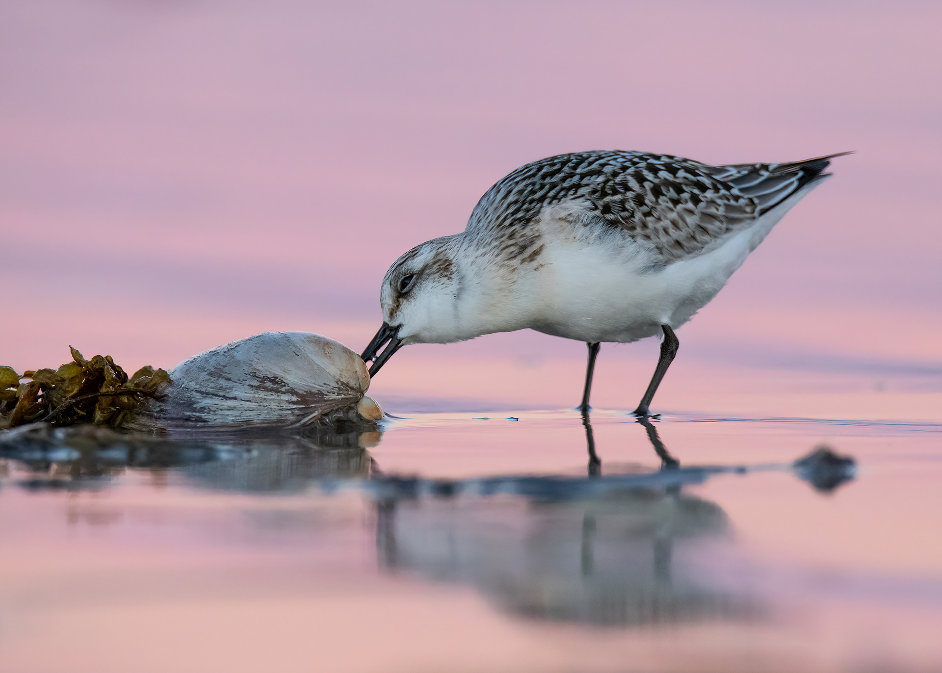Sanderling