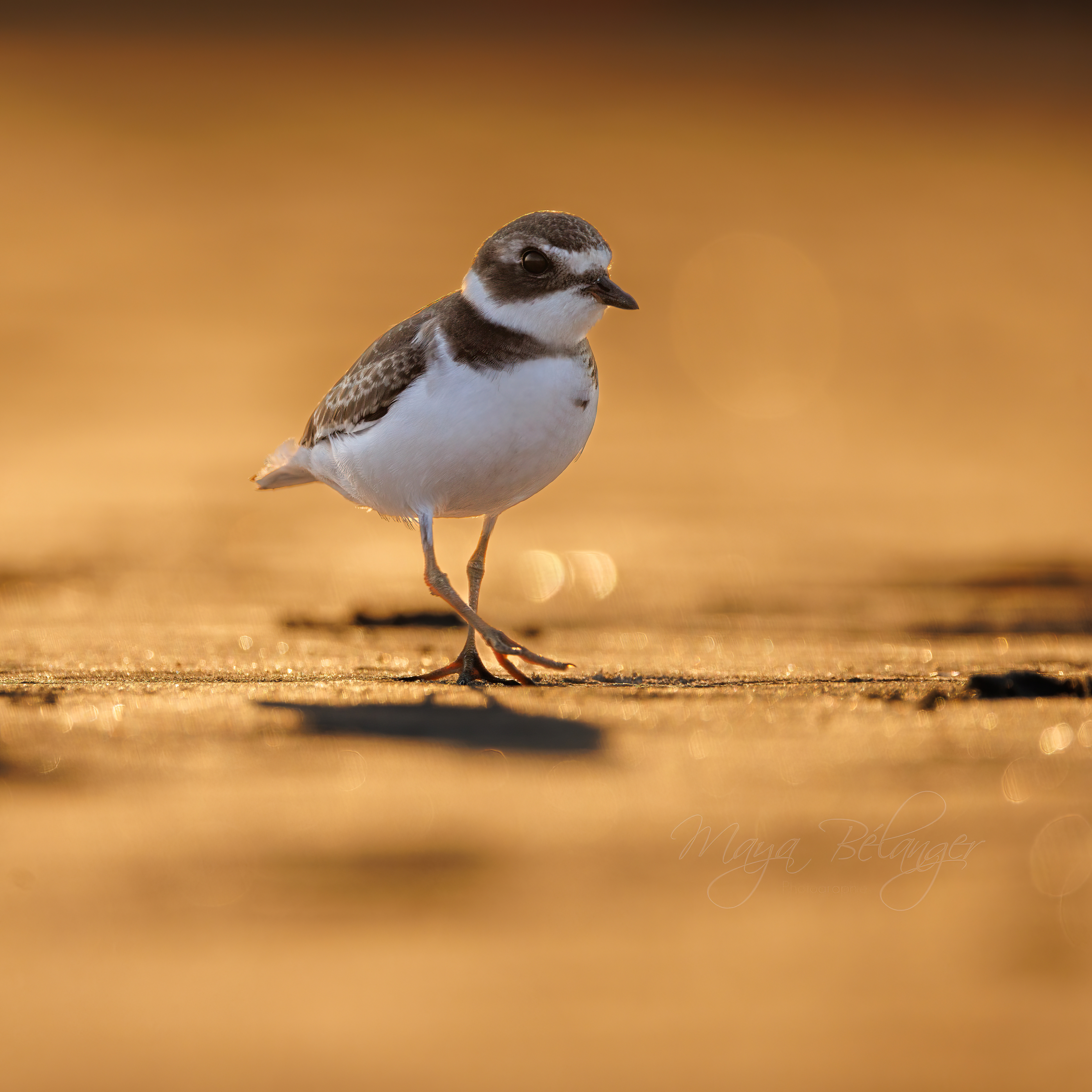 Young Plover