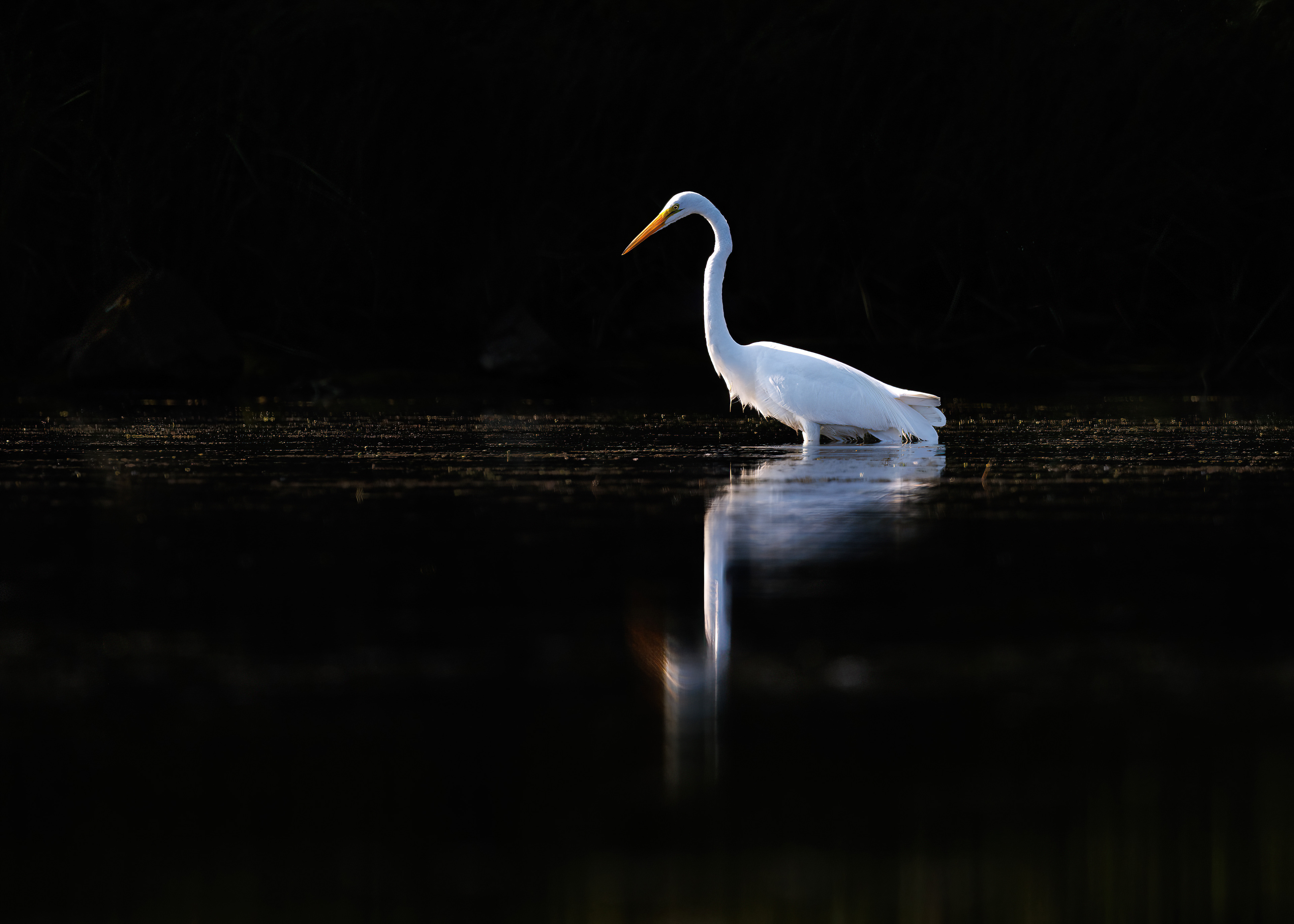 Egret