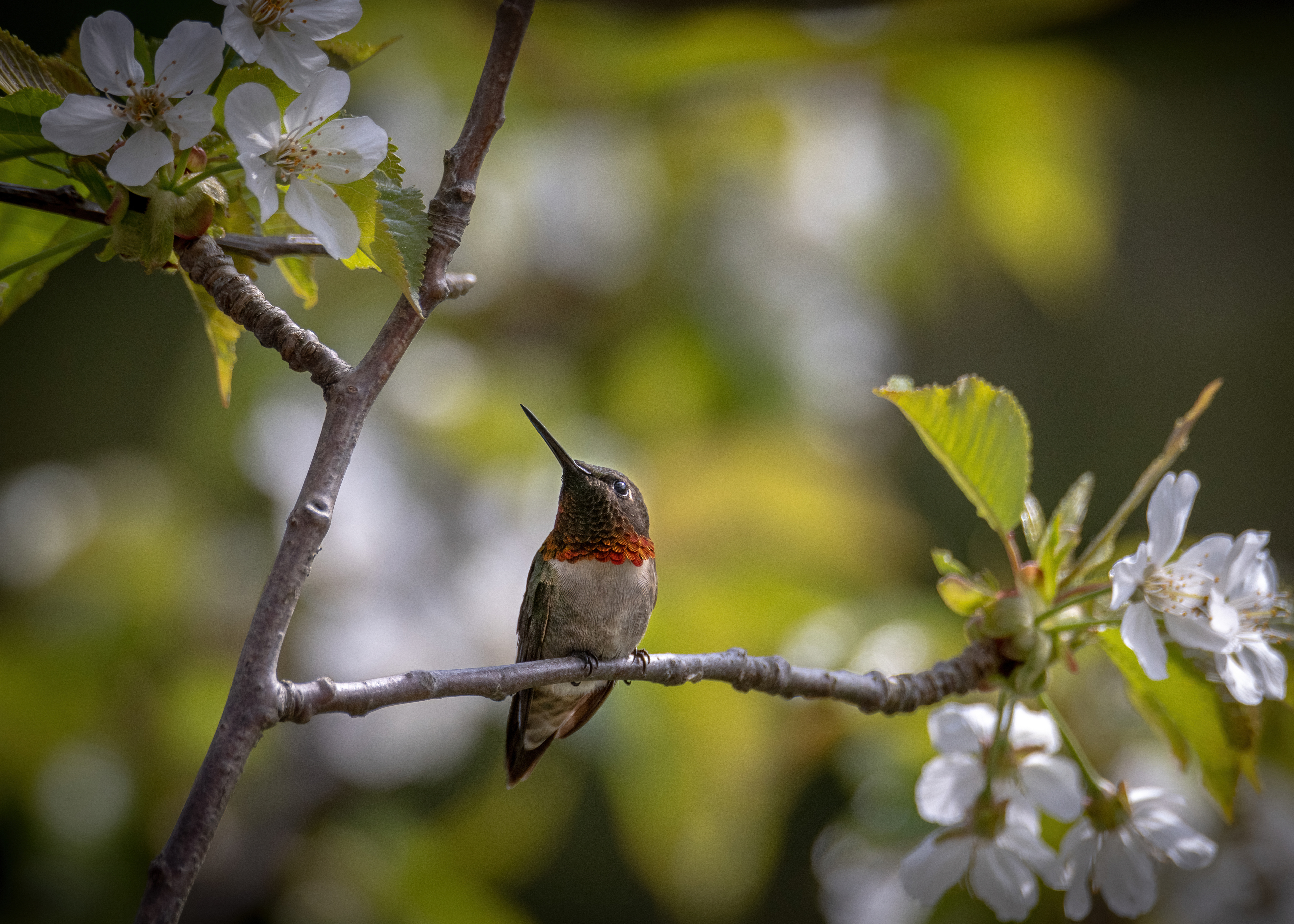 Hummingbird