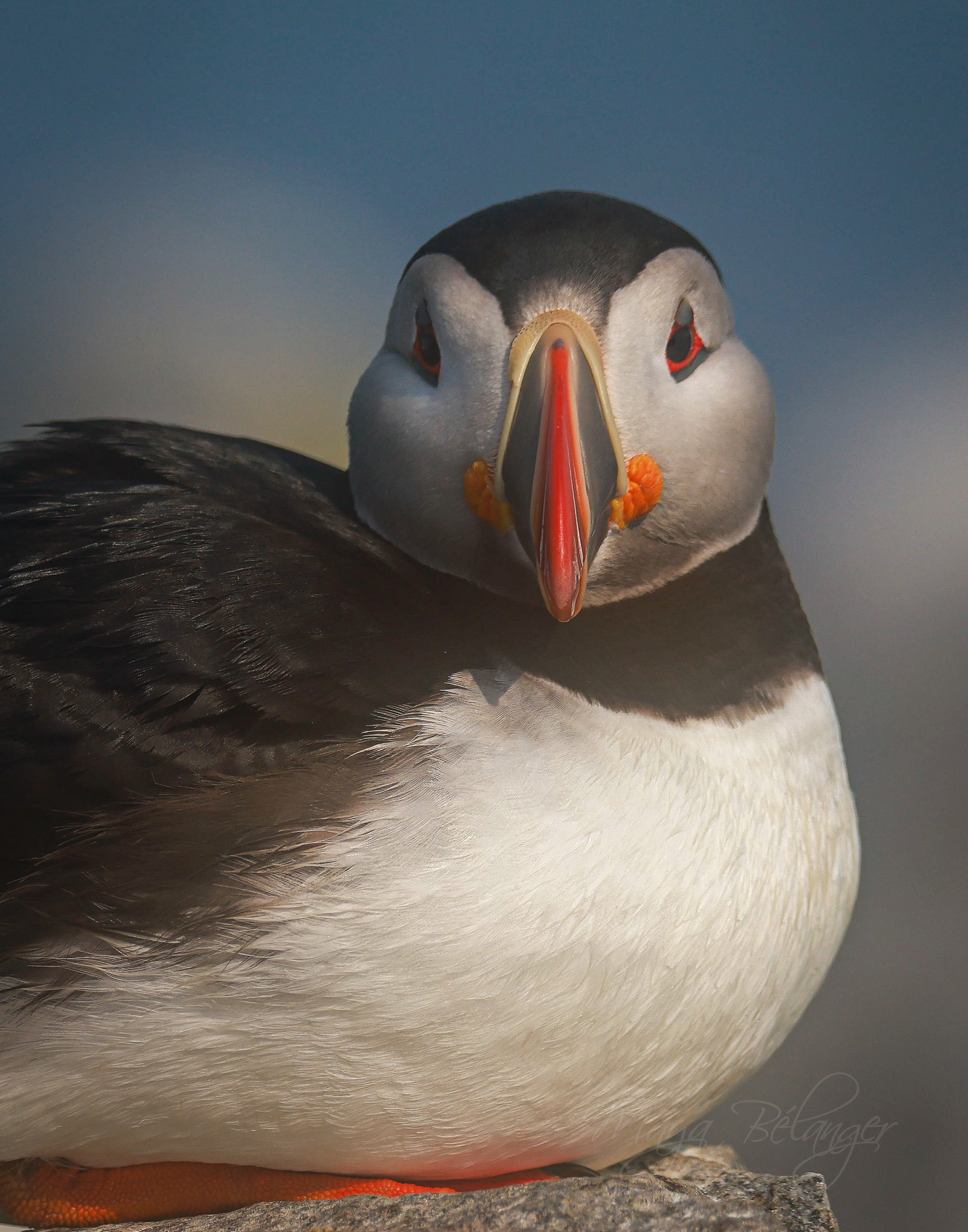 Atlantic puffin