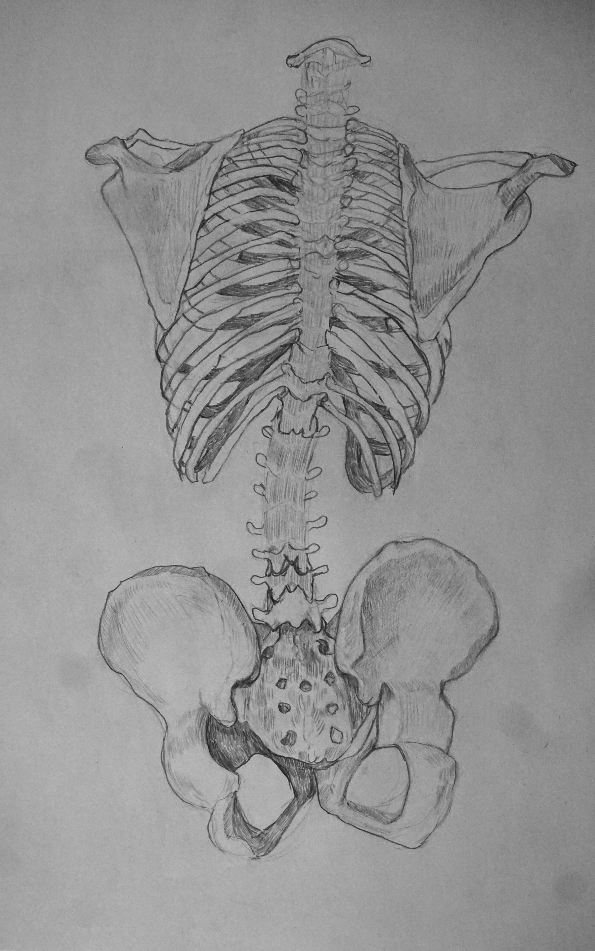 Skeleton (2021) Graphite on Newspaper 18"x24"